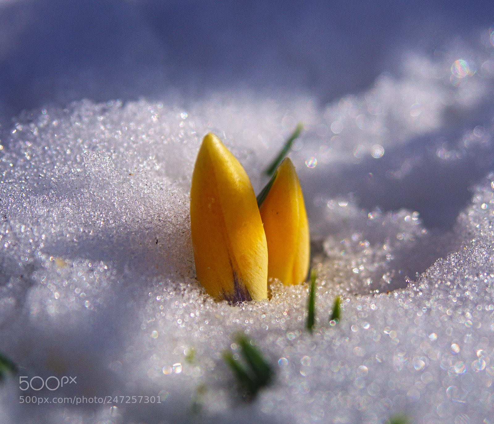Olympus PEN E-PL5 sample photo. To much snow again photography