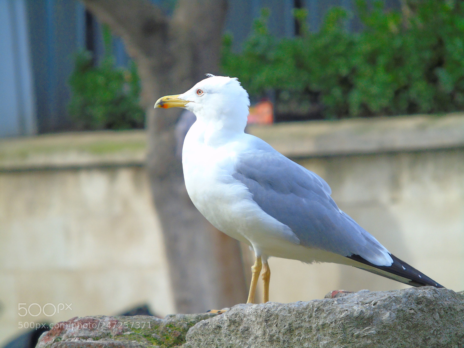 Sony Cyber-shot DSC-H400 sample photo. ++++ photography