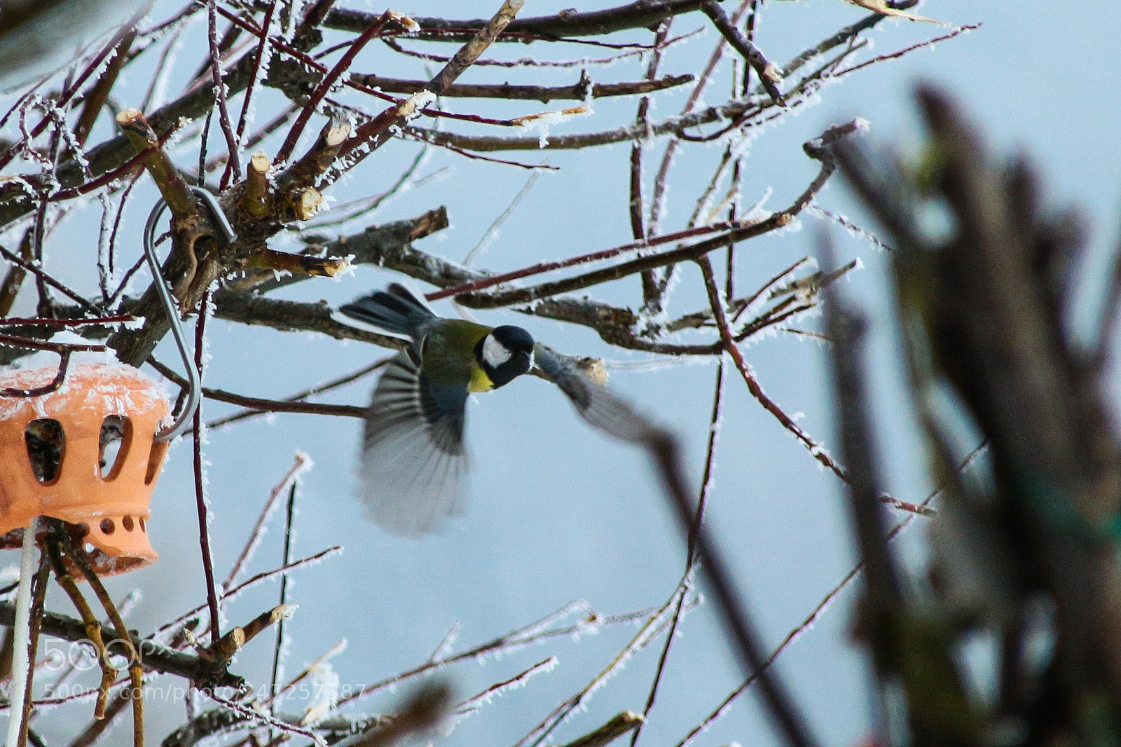 Canon EOS 100D (EOS Rebel SL1 / EOS Kiss X7) sample photo. Great-tit in austria photography
