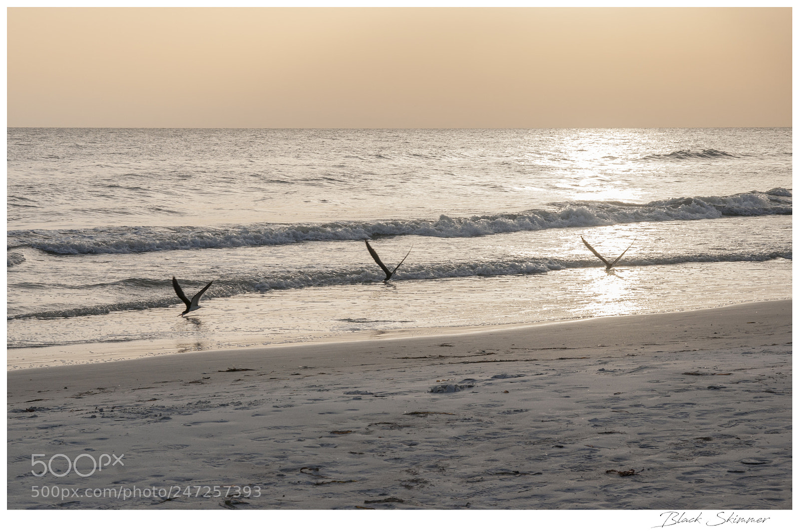 Nikon D90 sample photo. Black skimmer photography