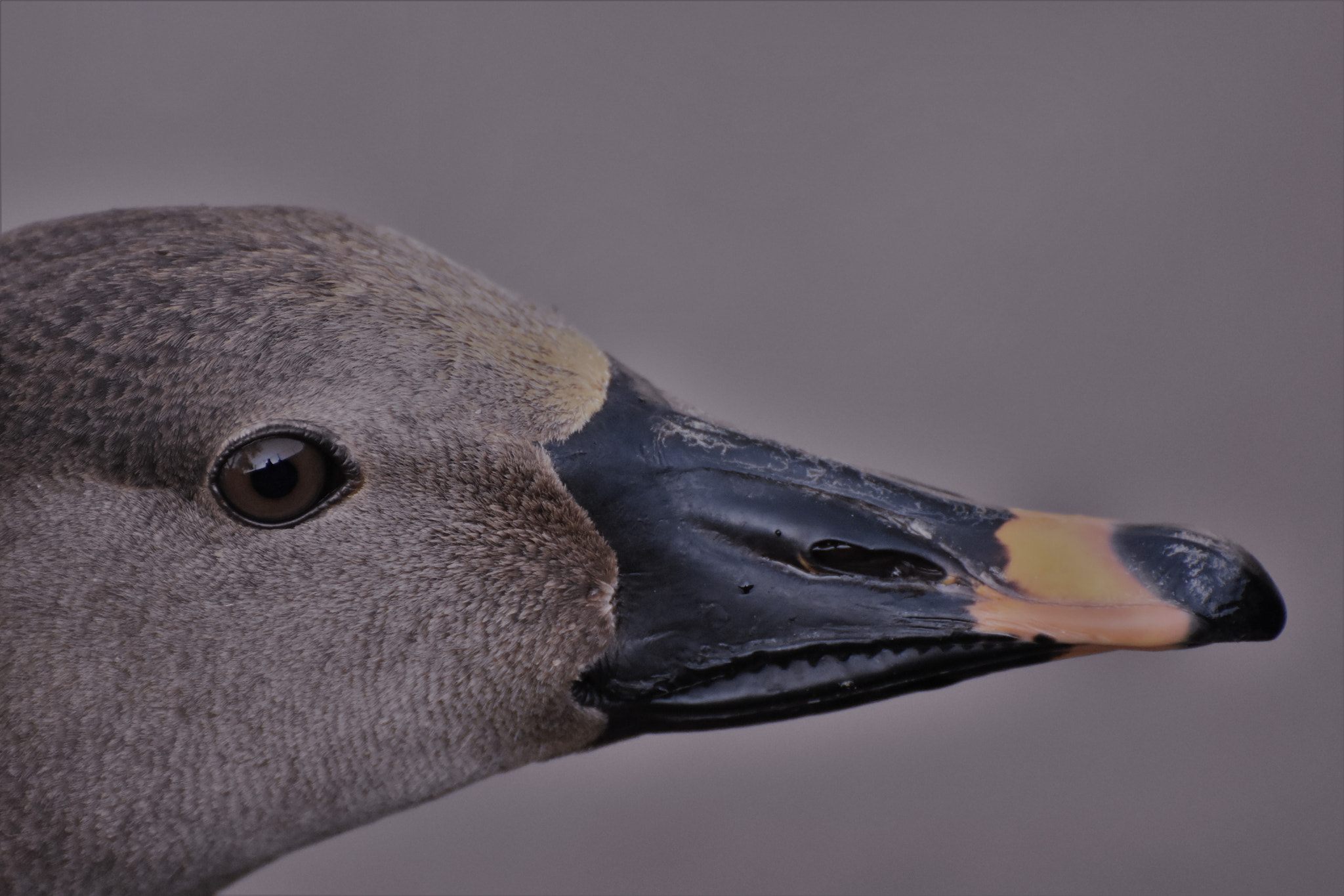 Nikon D7200 sample photo. Profile ! photography