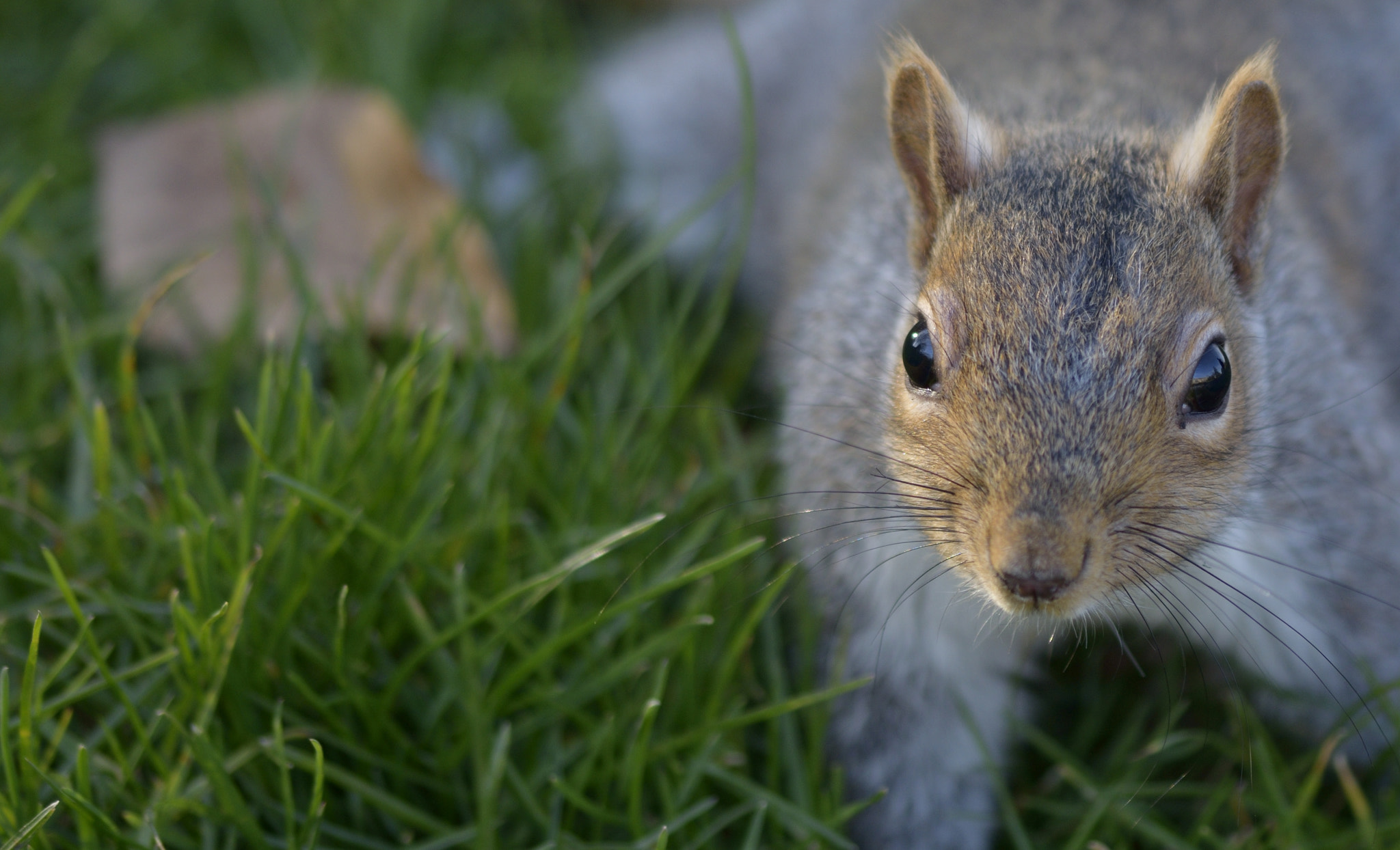 Nikon D3300 + Sigma 105mm F2.8 EX DG OS HSM sample photo. Regent park squirrel photography