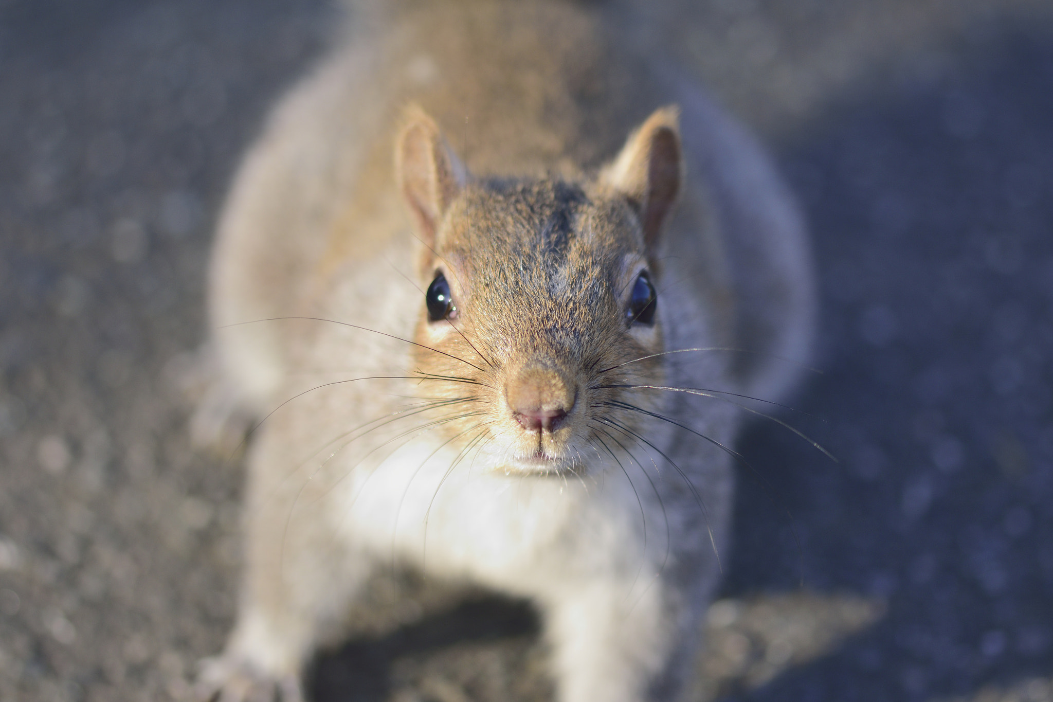 Sigma 105mm F2.8 EX DG OS HSM sample photo. Inquisitive squirrel photography