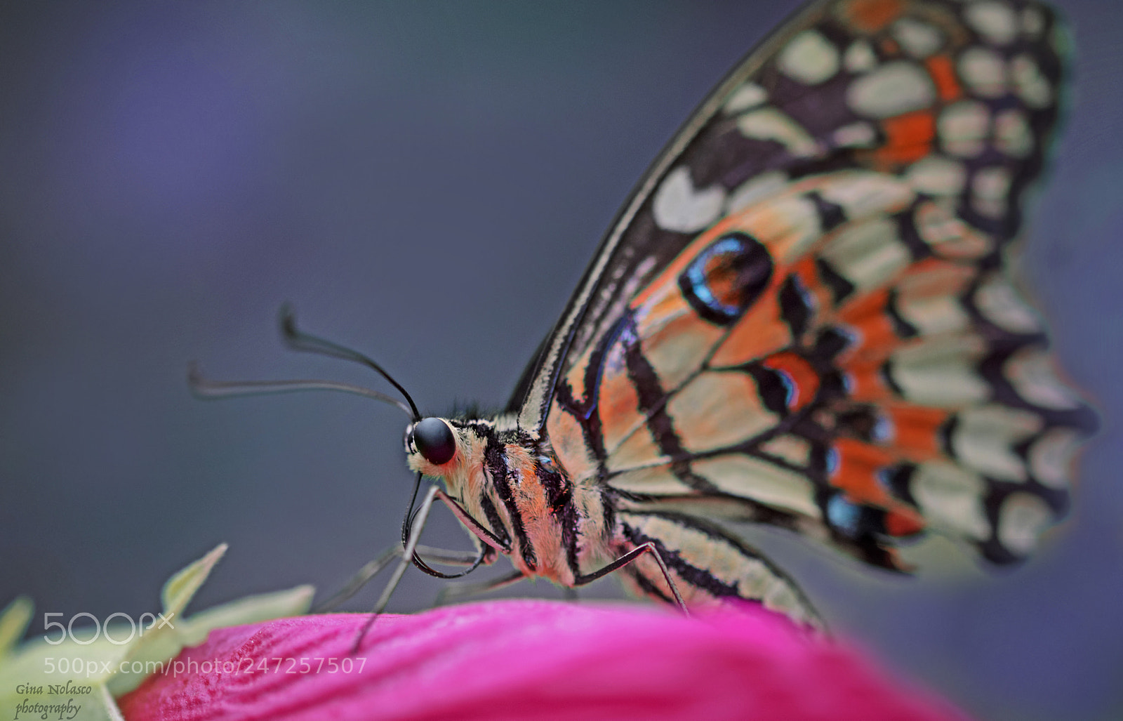 Nikon D5500 sample photo. The lime butterfly photography