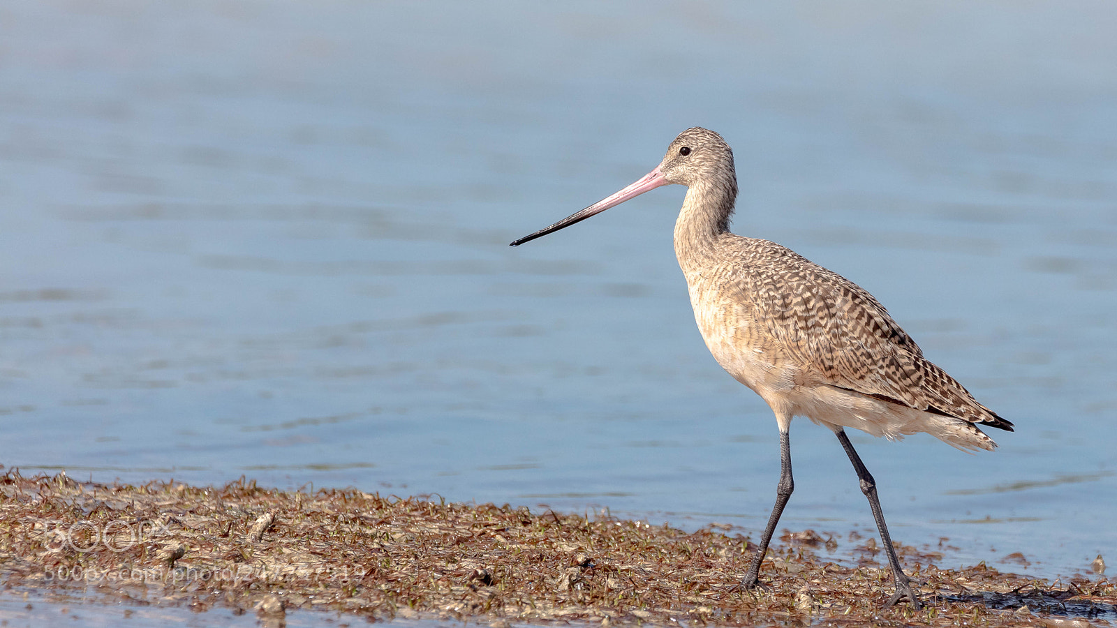 Canon EOS 5DS sample photo. Marbled godwit photography
