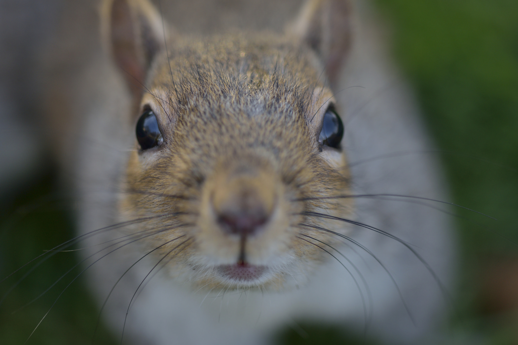 Sigma 105mm F2.8 EX DG OS HSM sample photo. Curious squirrel photography