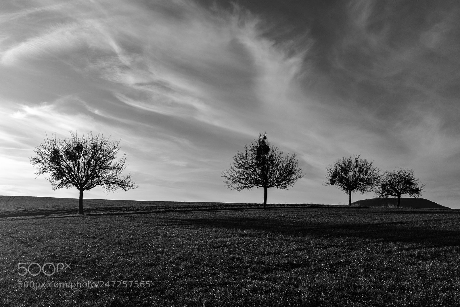 Fujifilm X100F sample photo. Yet another tree pic photography