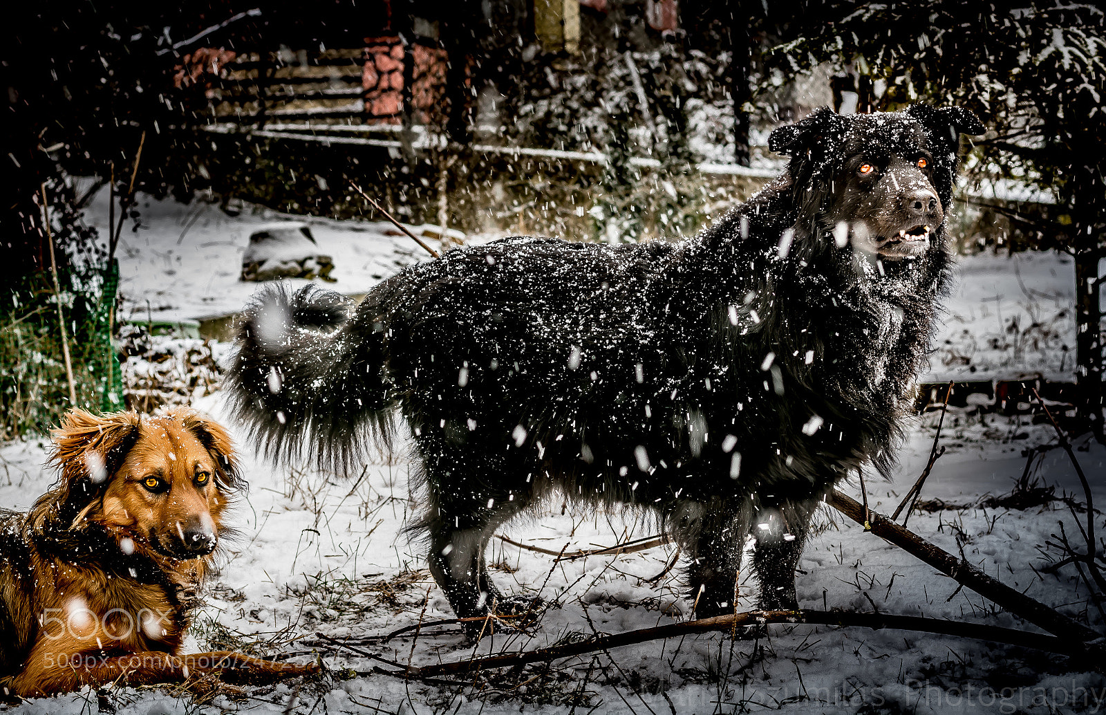 Nikon D7100 sample photo. Snow patrol photography