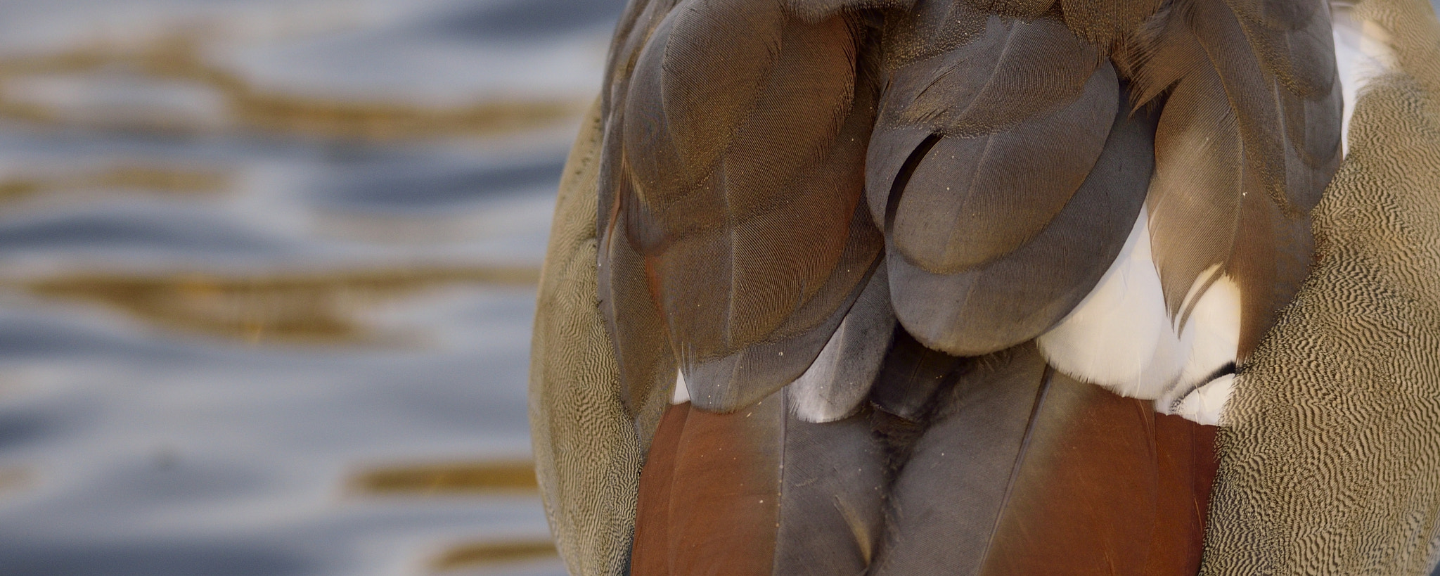 Sigma 150-600mm F5-6.3 DG OS HSM | C sample photo. Feathers photography