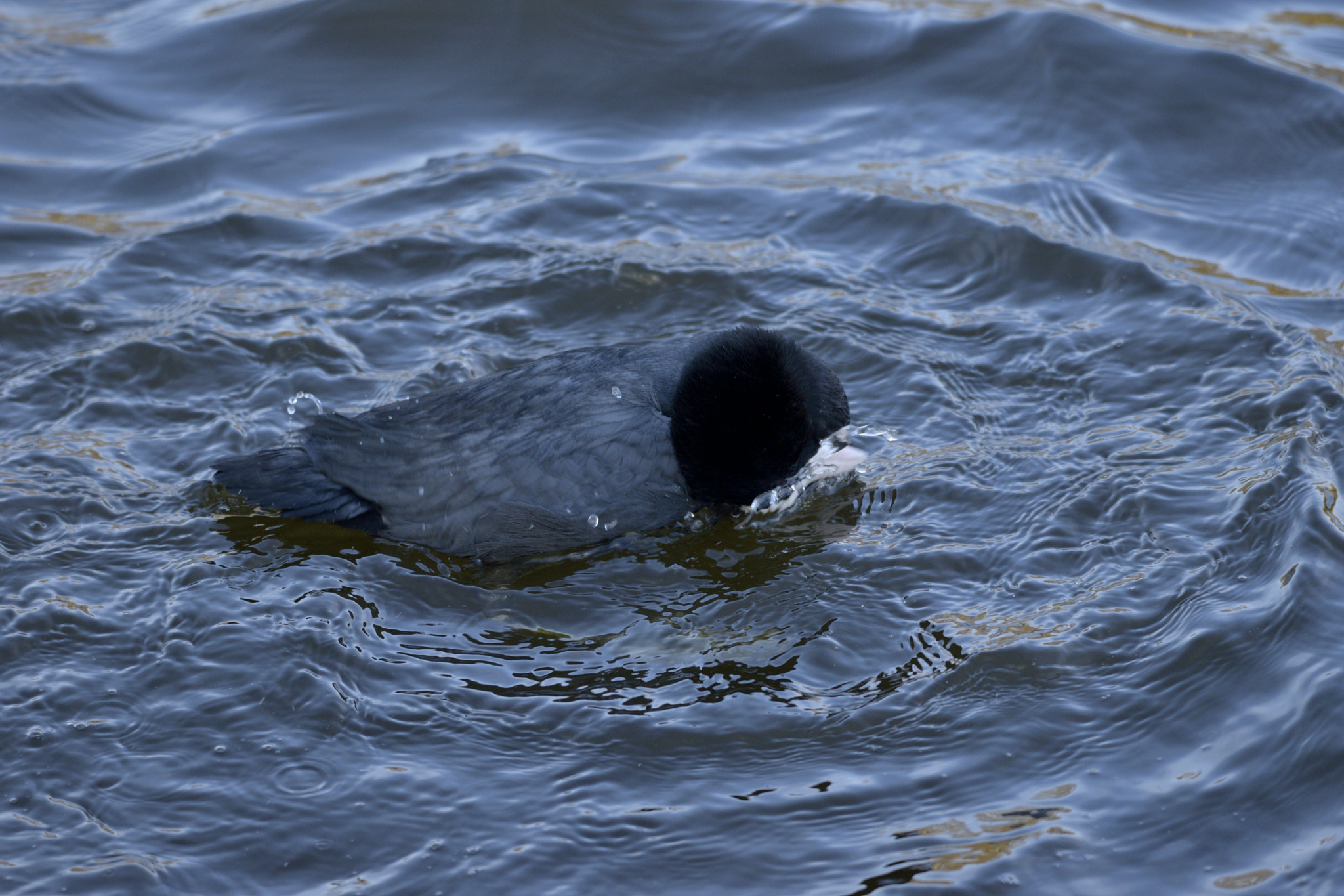 Sigma 150-600mm F5-6.3 DG OS HSM | C sample photo. Diving bird photography