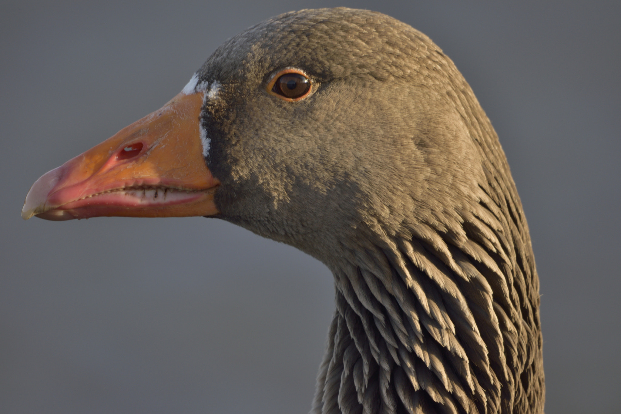 Sigma 150-600mm F5-6.3 DG OS HSM | C sample photo. Duck photography