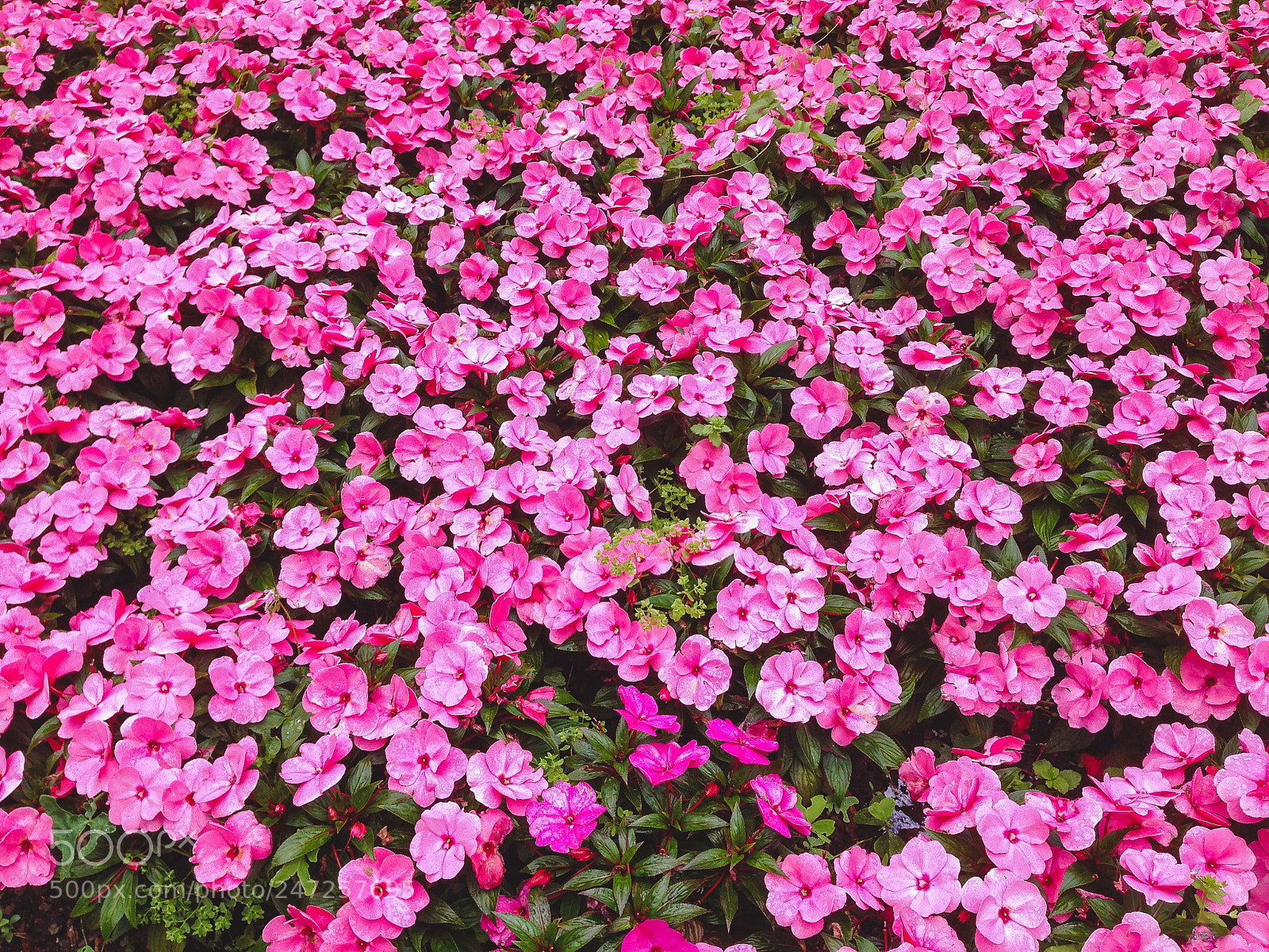 Apple iPhone 5 sample photo. Bed of pink flowers photography