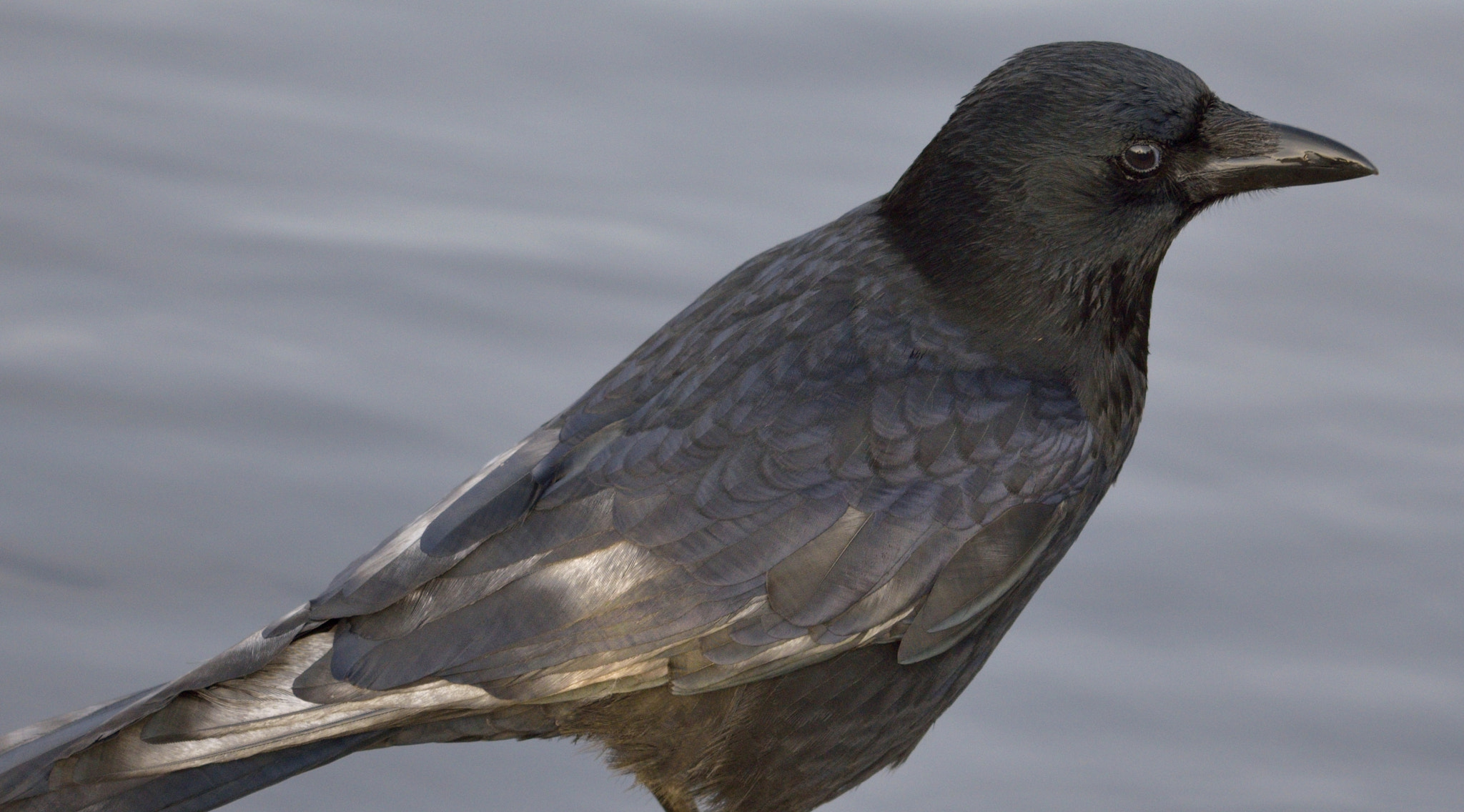 Nikon D3300 + Sigma 150-600mm F5-6.3 DG OS HSM | C sample photo. Corvid photography