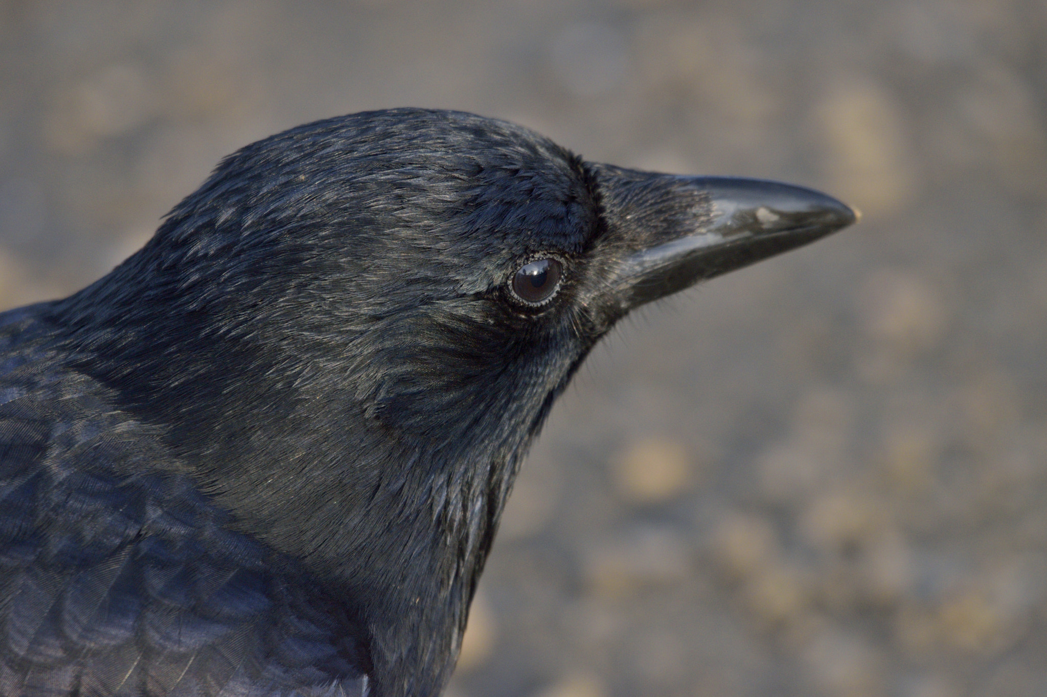 Sigma 150-600mm F5-6.3 DG OS HSM | C sample photo. Corvus photography