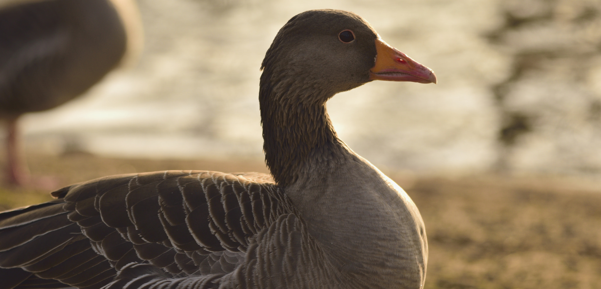 Nikon D3300 + Sigma 150-600mm F5-6.3 DG OS HSM | C sample photo. Backlit duck photography