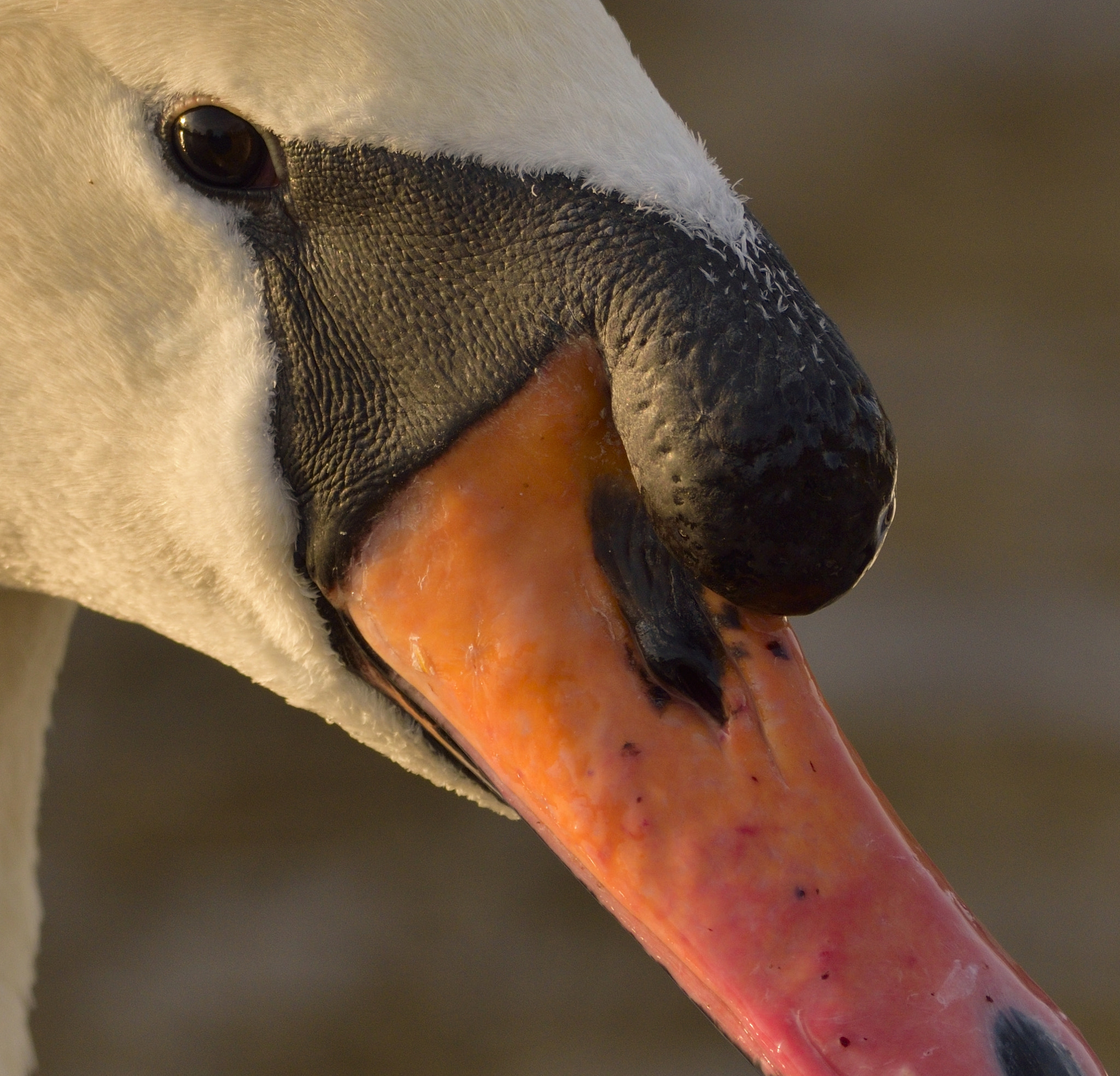 Nikon D3300 + Sigma 150-600mm F5-6.3 DG OS HSM | C sample photo. Swan photography