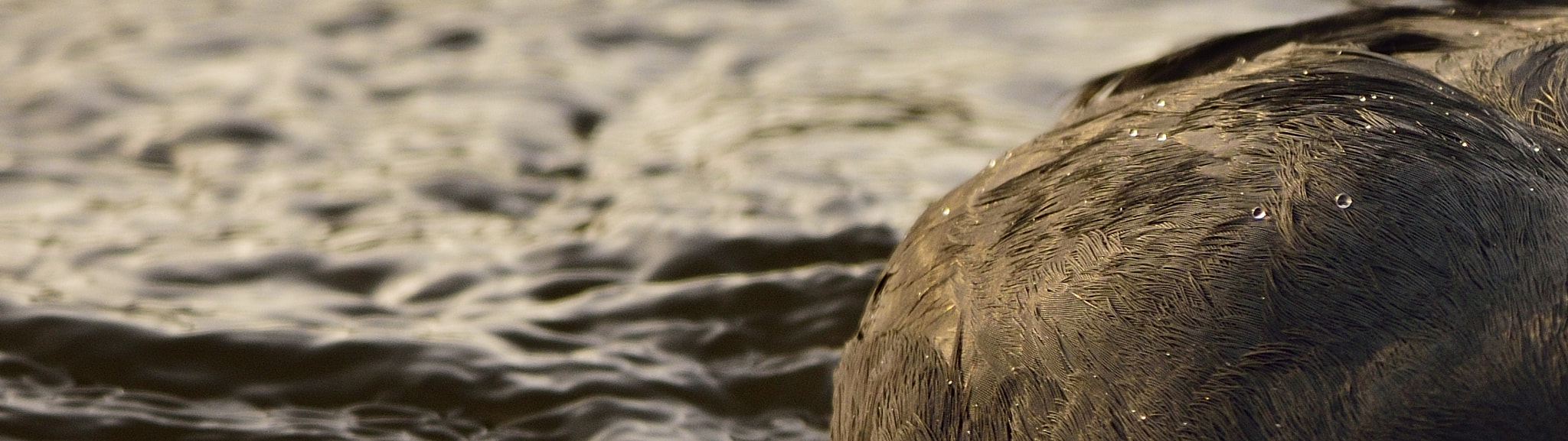 Sigma 150-600mm F5-6.3 DG OS HSM | C sample photo. Feathers photography