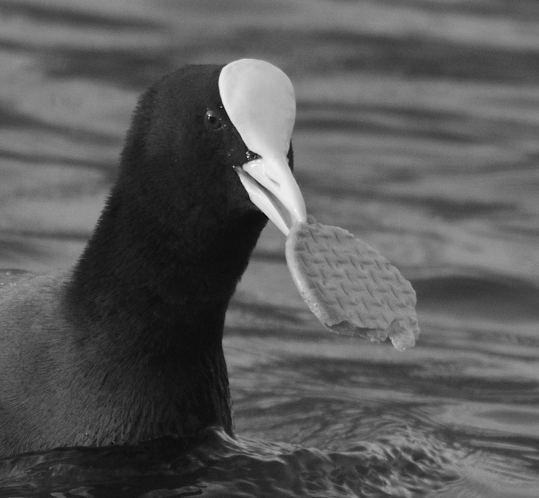 Sigma 150-600mm F5-6.3 DG OS HSM | C sample photo. Hungry bird photography
