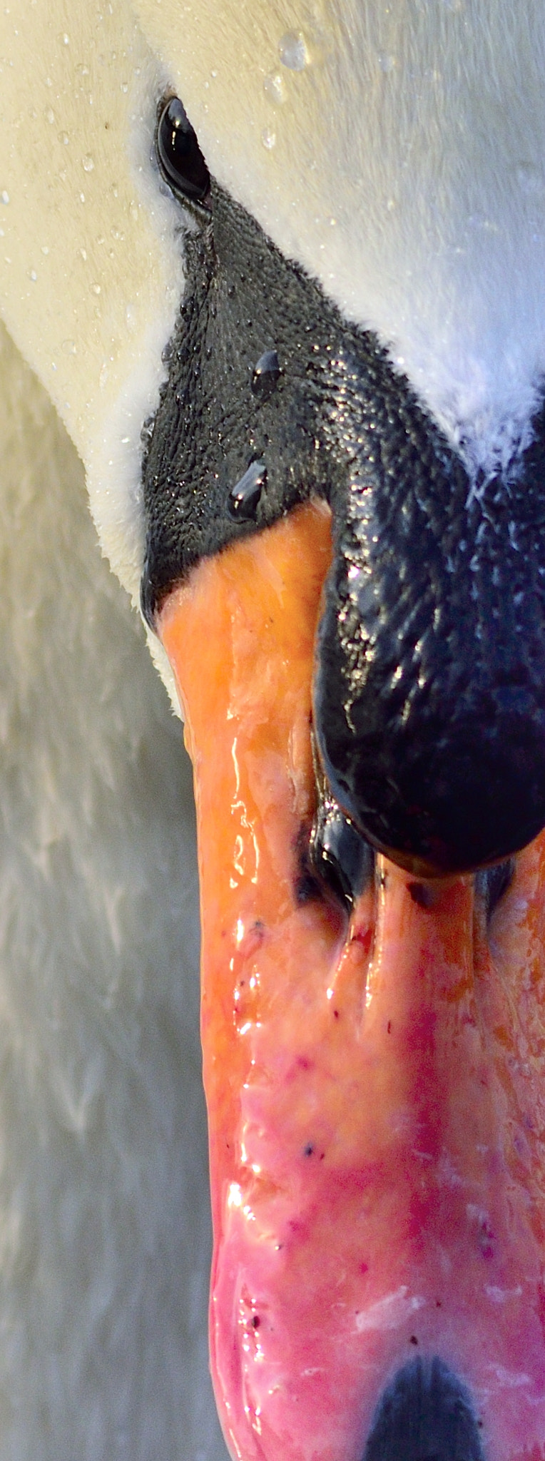 Nikon D3300 + Sigma 150-600mm F5-6.3 DG OS HSM | C sample photo. Portrait of swan photography