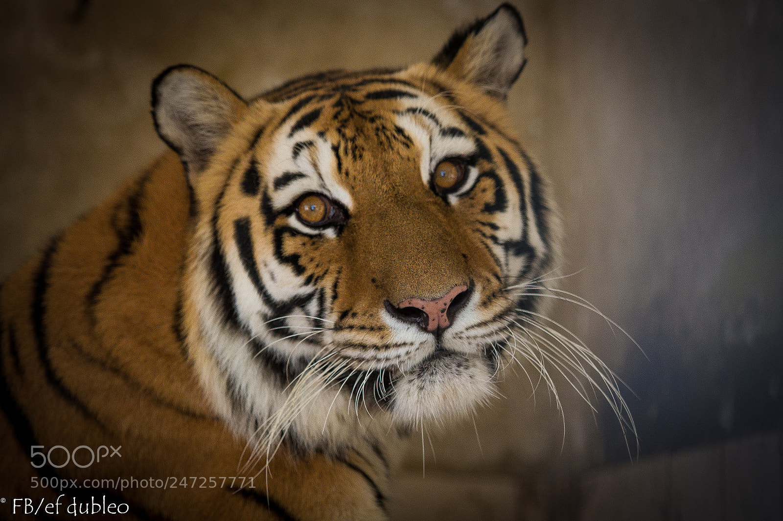 Canon EOS 7D Mark II sample photo. Tigers photography