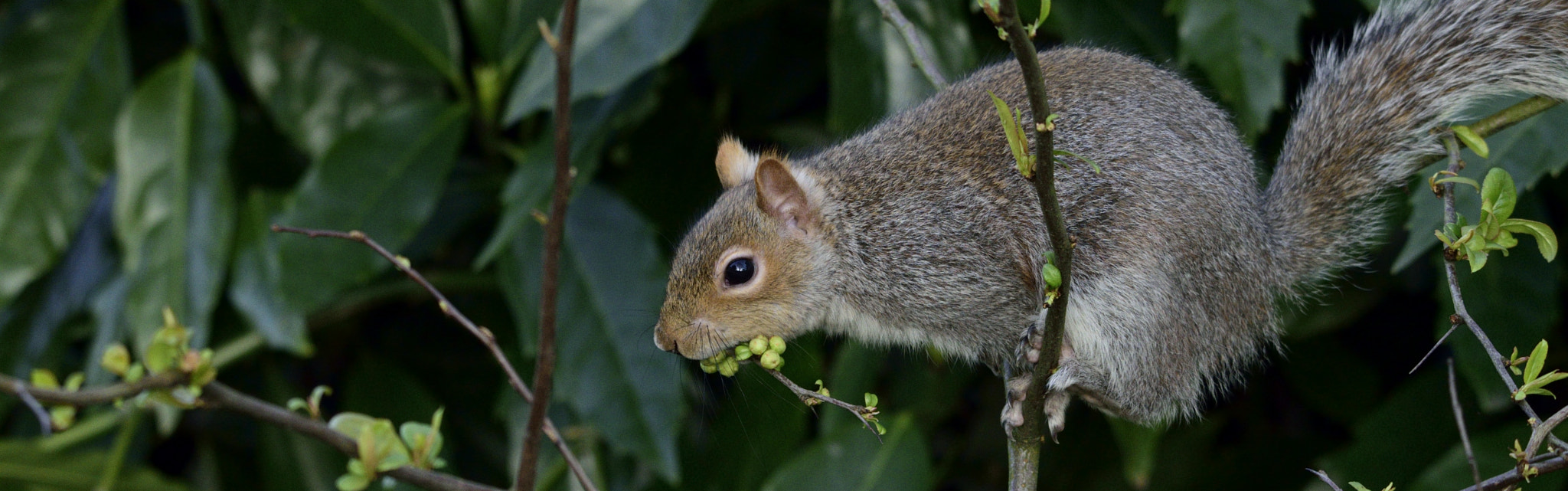 Nikon D3300 + Sigma 150-600mm F5-6.3 DG OS HSM | C sample photo. Hungry squirrel photography