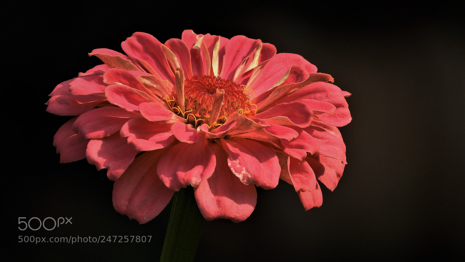 Nikon Coolpix B700 sample photo. Zinnia elegans photography