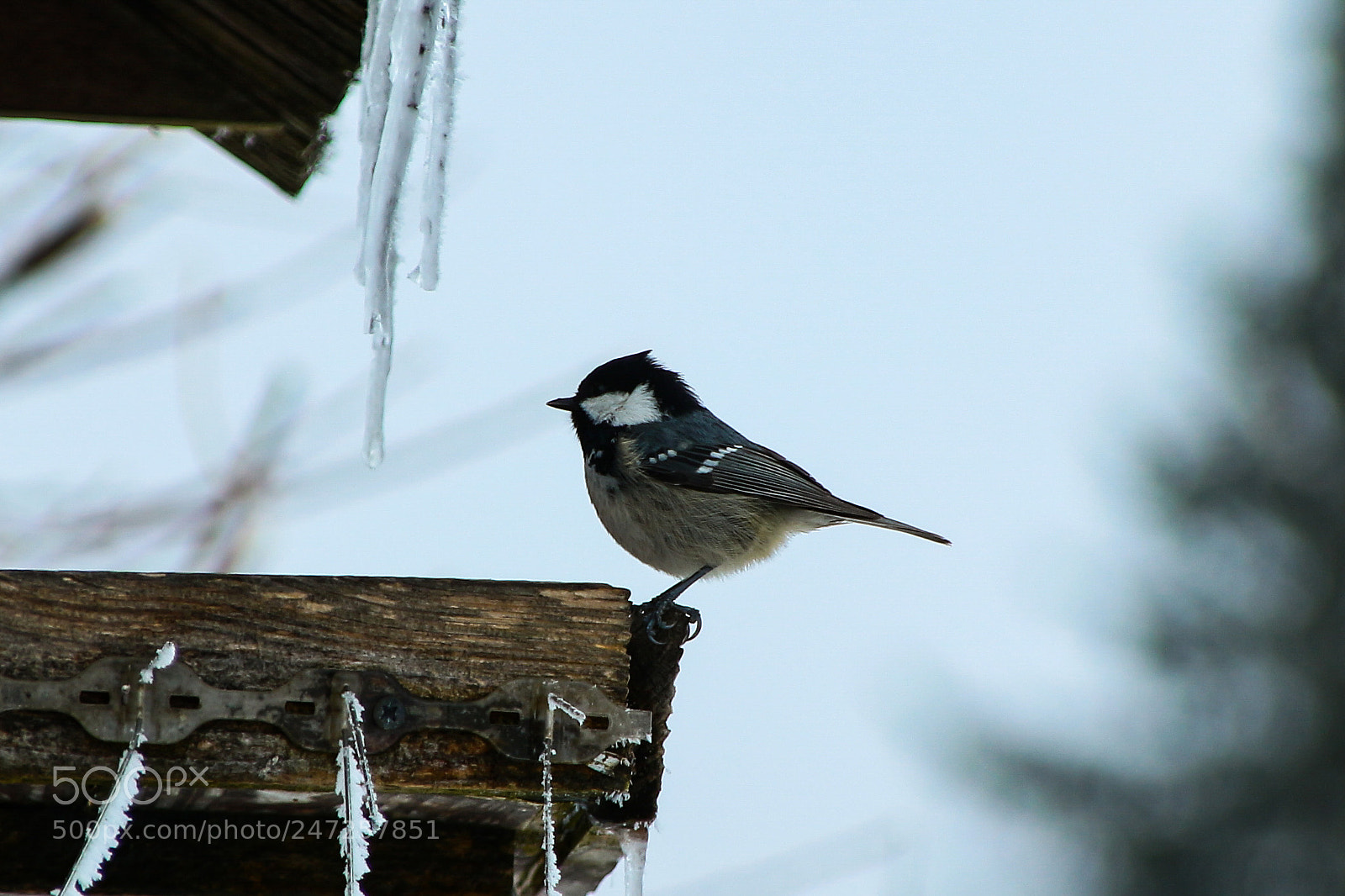 Canon EOS 100D (EOS Rebel SL1 / EOS Kiss X7) sample photo. Coal tit in austria photography