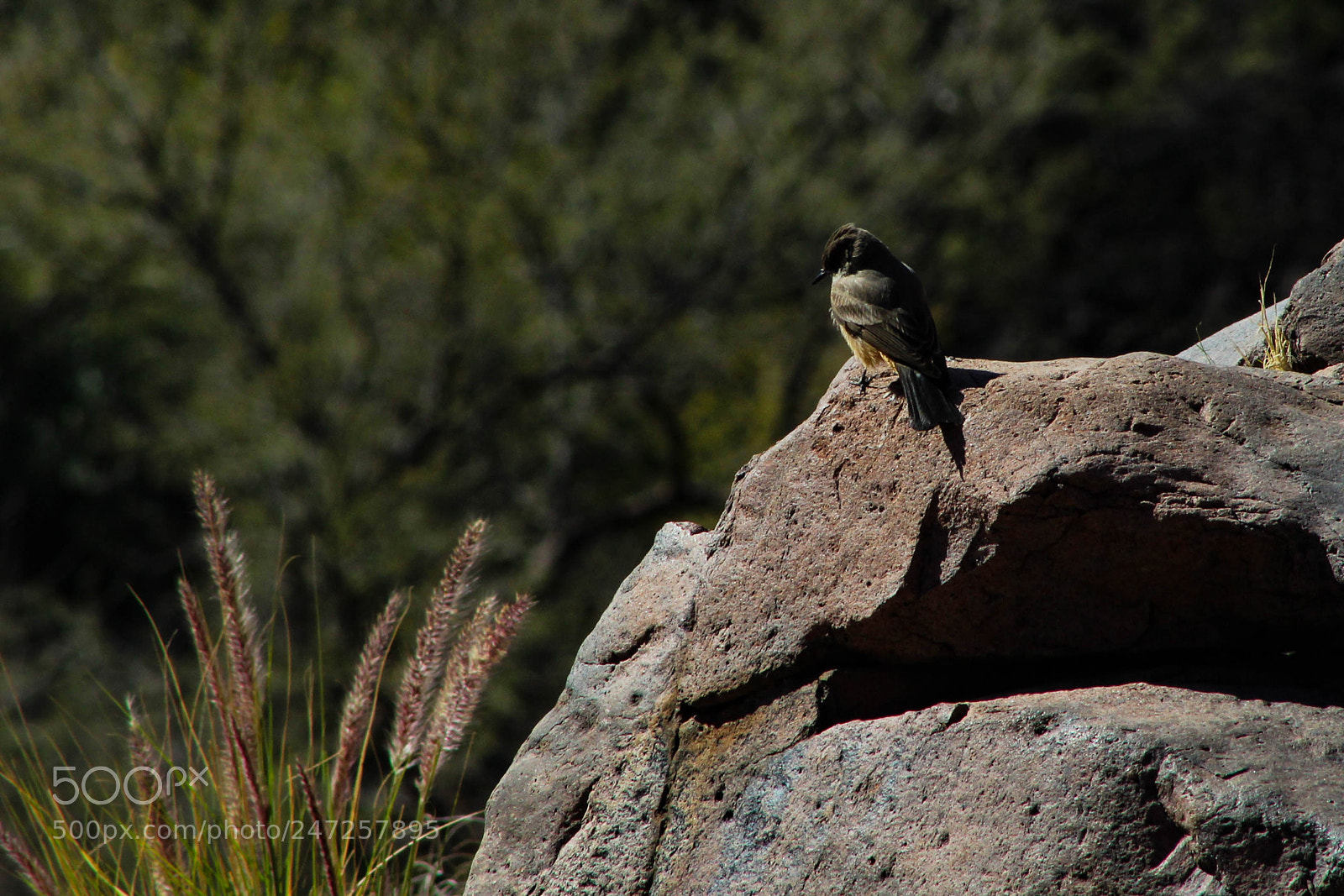 Canon EOS 1200D (EOS Rebel T5 / EOS Kiss X70 / EOS Hi) sample photo. Bird on rock photography