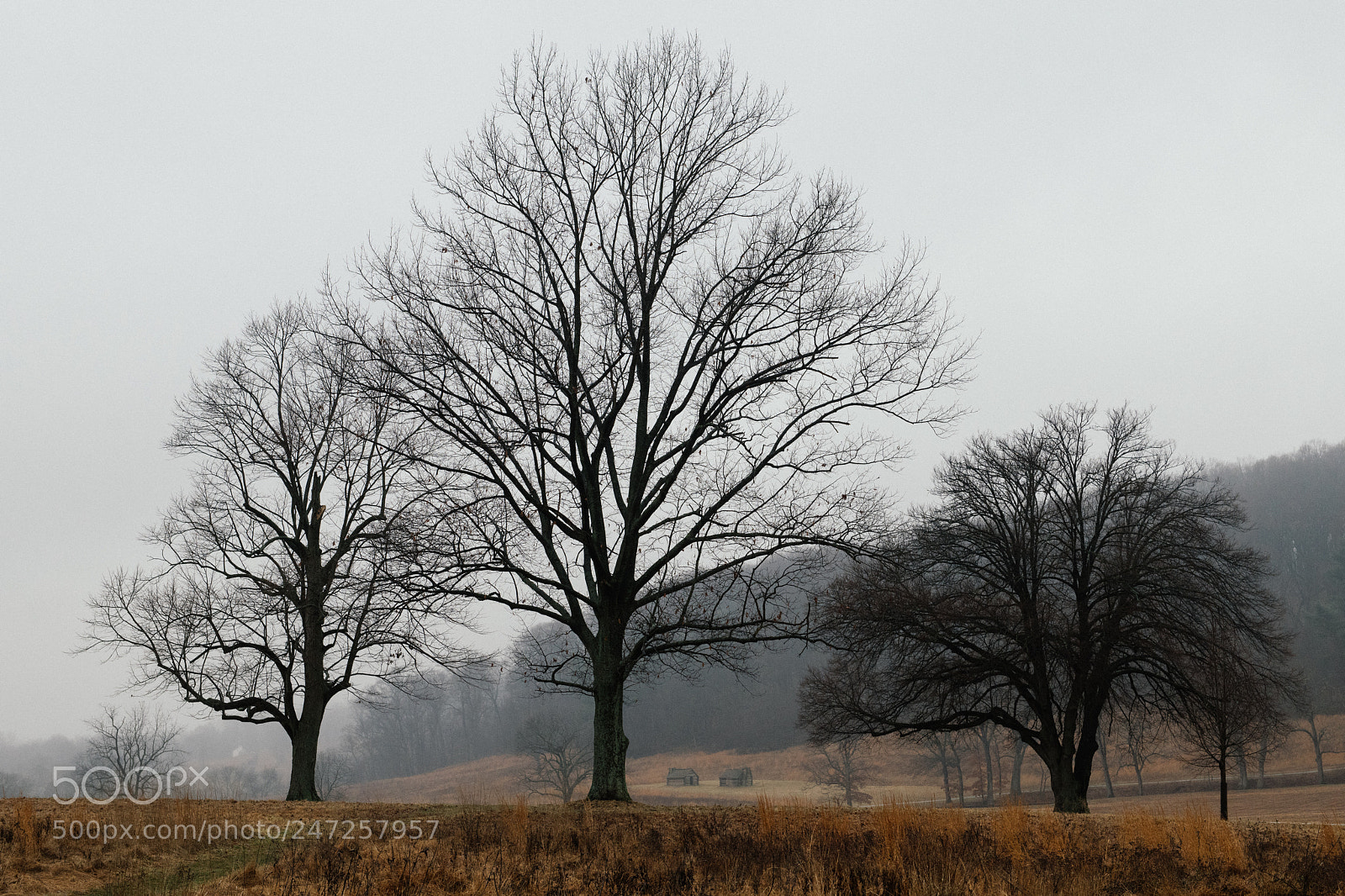 Nikon D850 sample photo. Three trees at valley photography