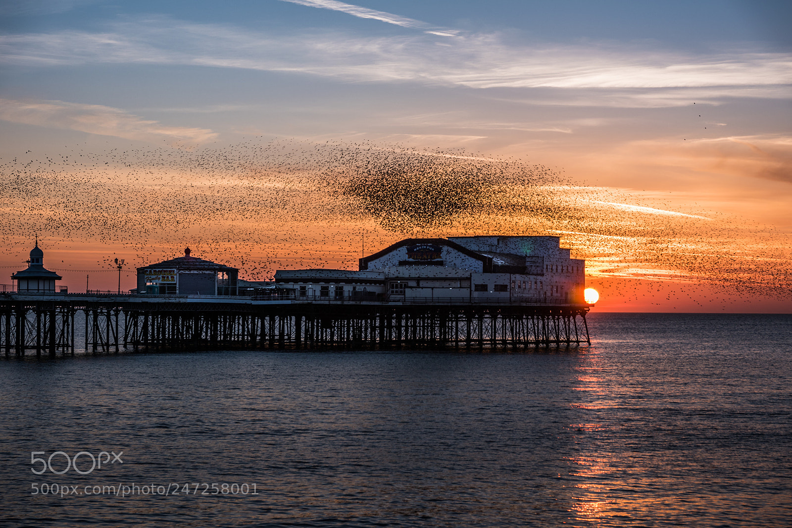 Nikon D5600 sample photo. Murmuration at north pier photography