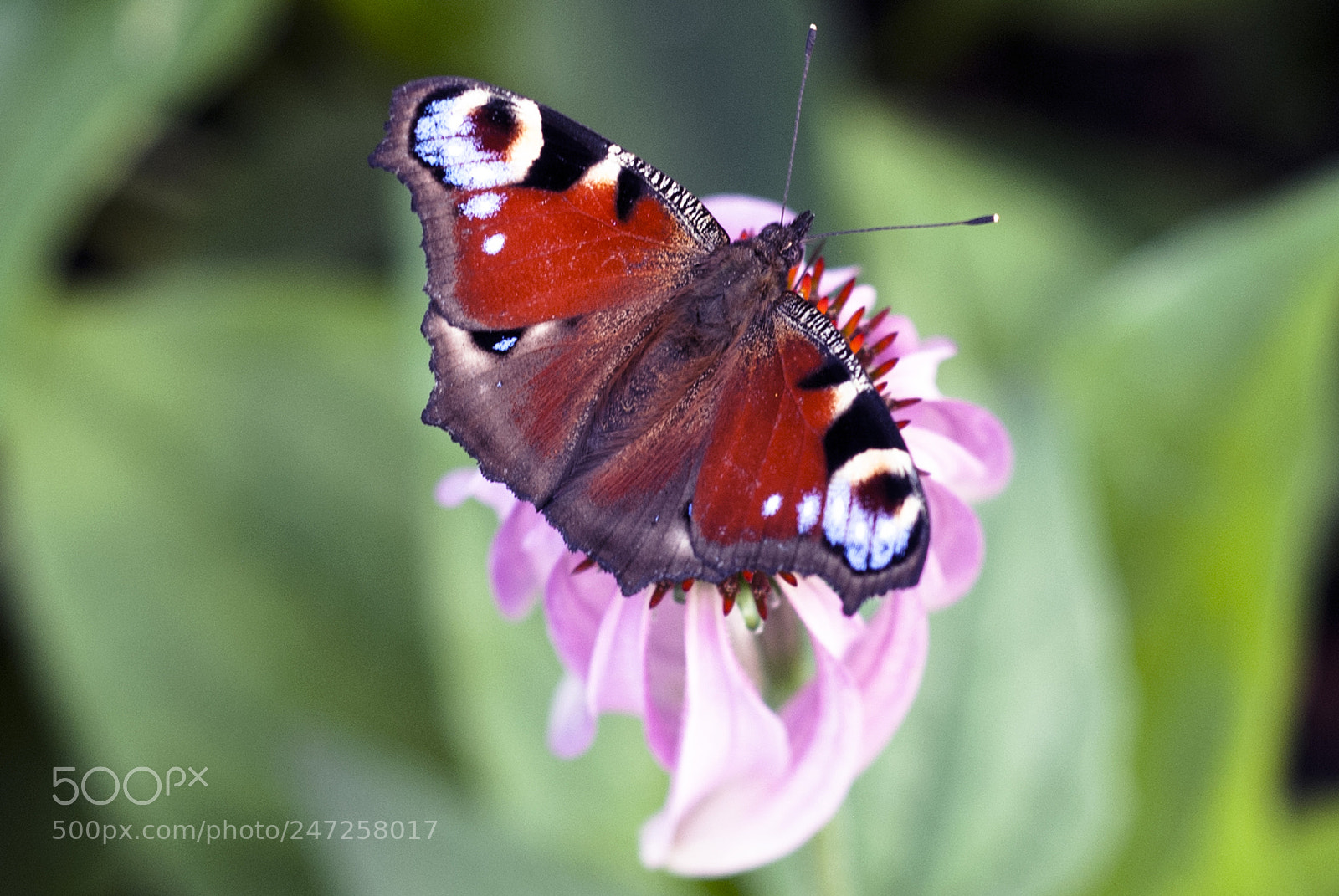 Nikon D80 sample photo. Butterfly photography