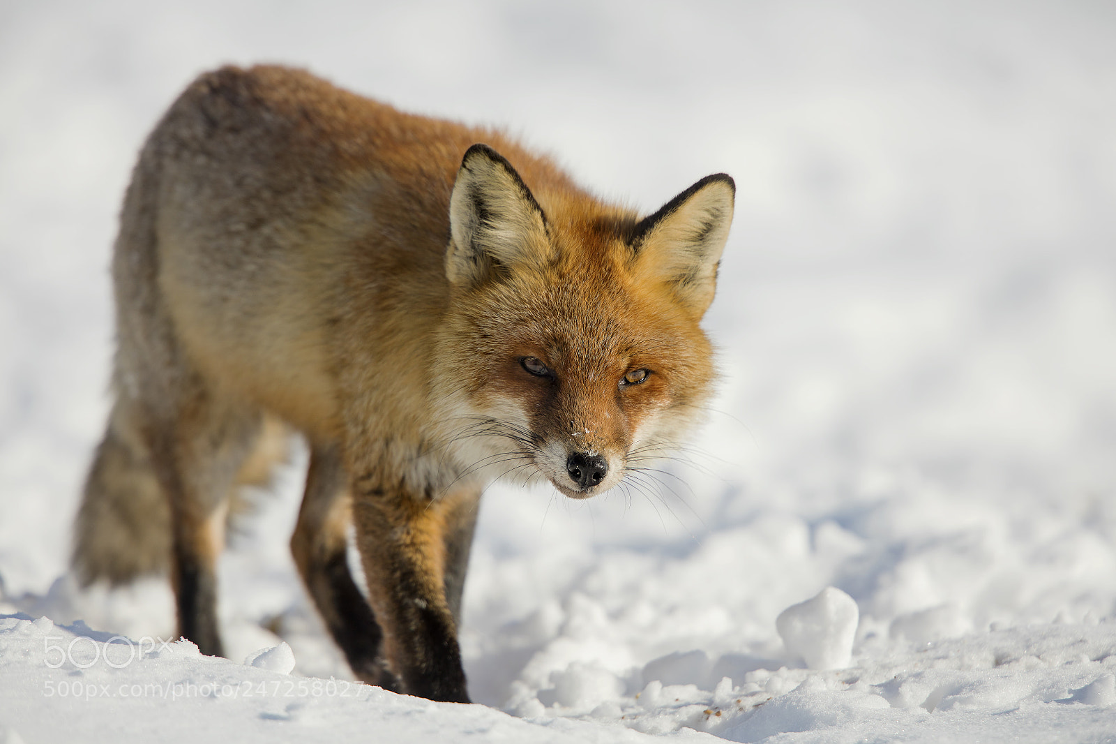 Canon EOS 5DS R sample photo. Red fox photography