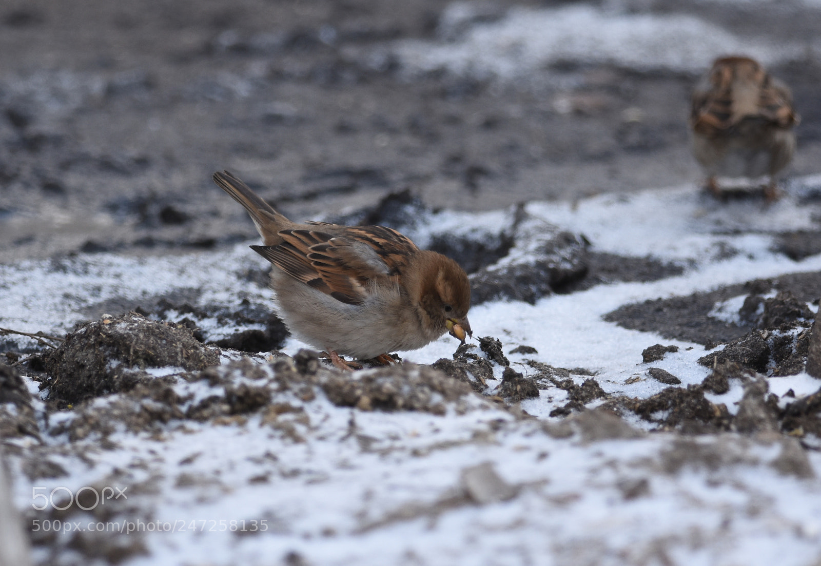 Nikon D7200 sample photo. House sparrow photography