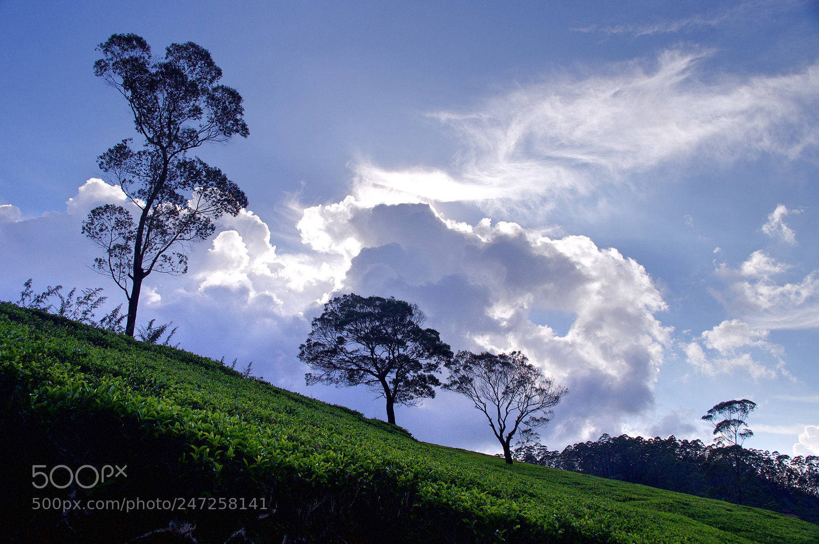 Sony SLT-A37 sample photo. Tea plantation landscape photography