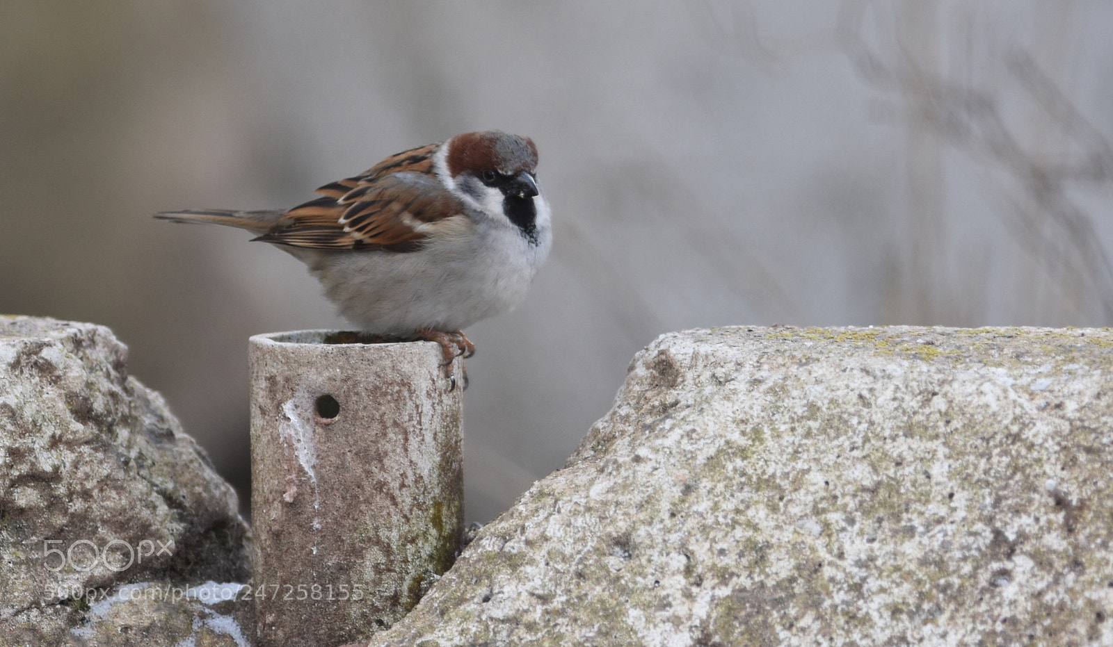 Nikon D7200 sample photo. House sparrow/forest sparrow photography