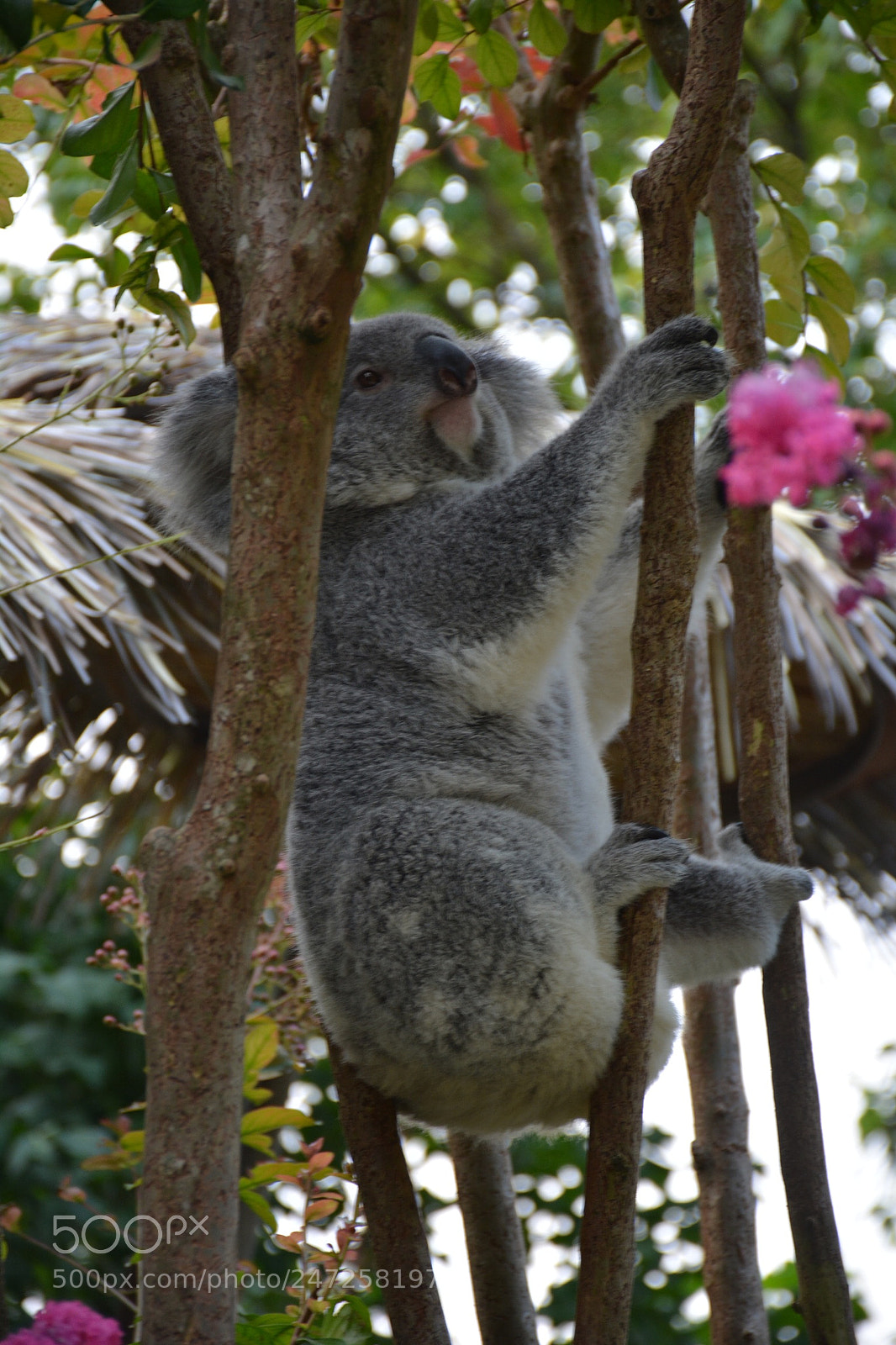 Nikon D5200 sample photo. Koala zoo di boulevard photography