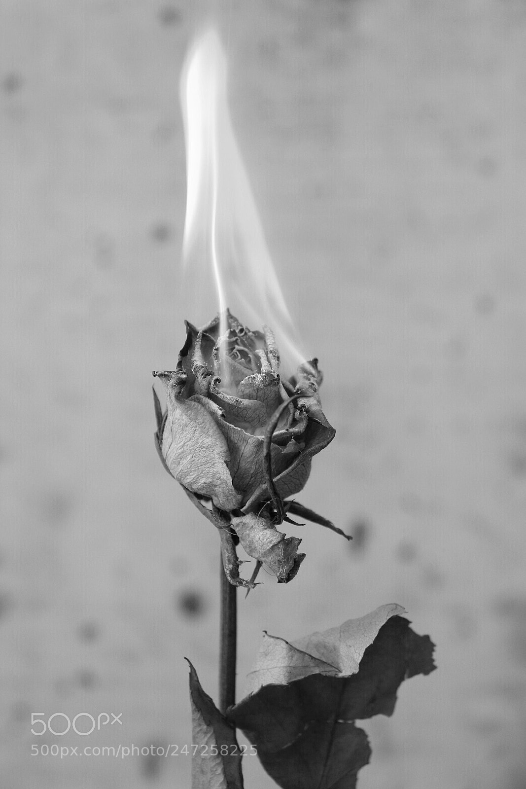 Canon EOS 60D sample photo. Theburningrose photography