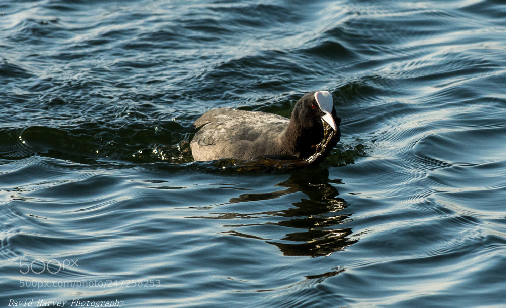 Nikon D7200 sample photo. Coot with a beakful photography