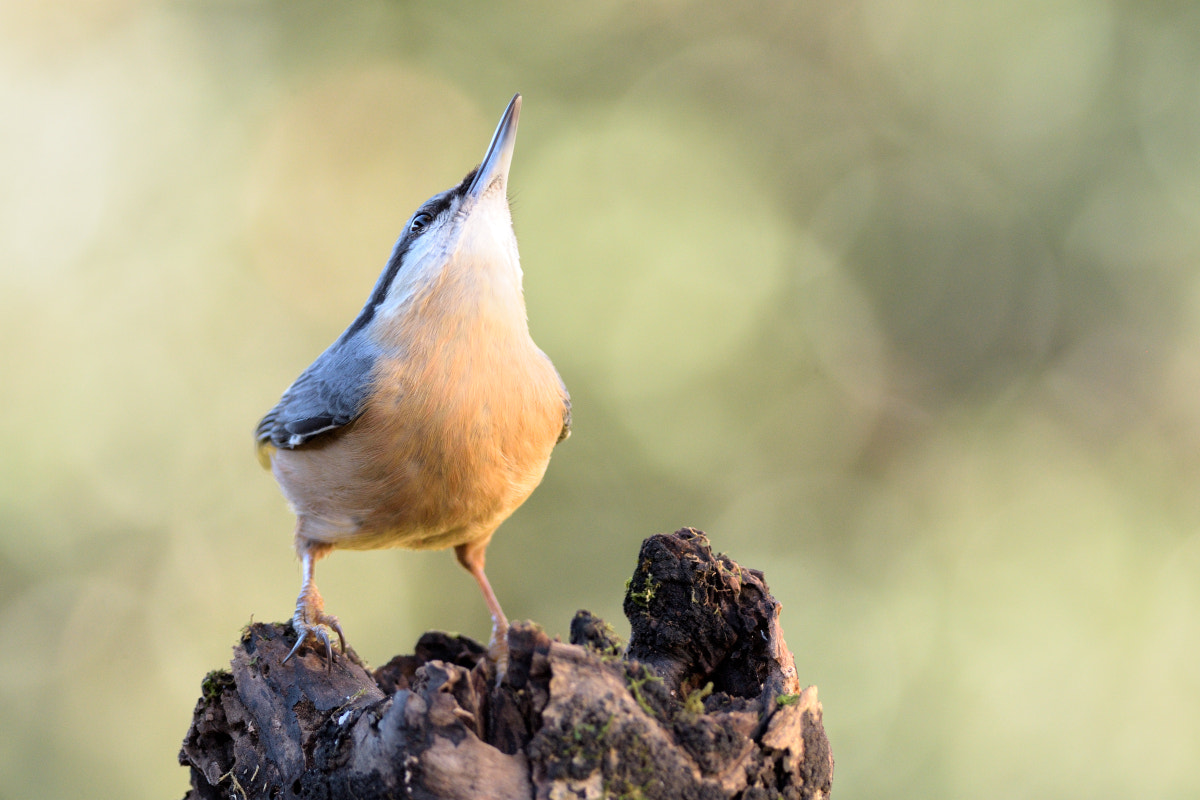 Nikon D7200 + Nikon AF-S Nikkor 300mm F4D ED-IF sample photo. Danger often comes from above... photography