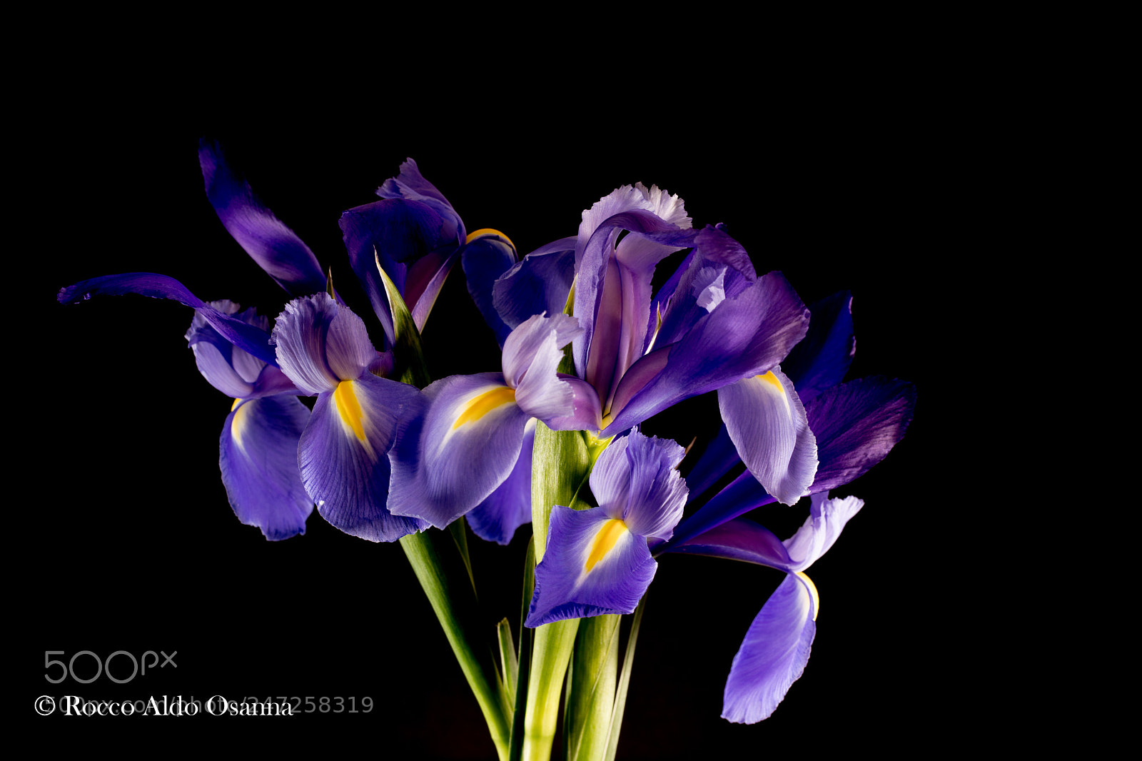 Canon EOS 6D Mark II sample photo. Iris limniris spuria photography