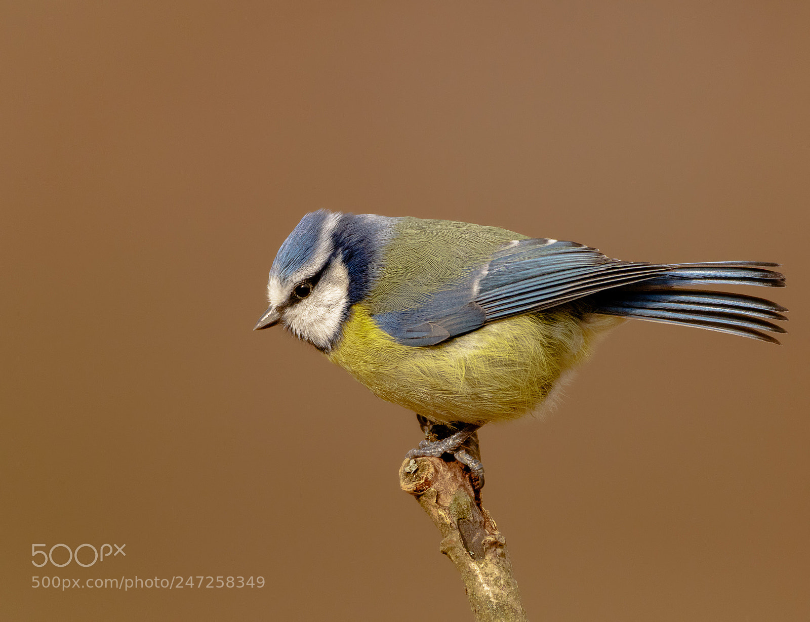 Canon EOS 7D Mark II sample photo. Blue tit photography