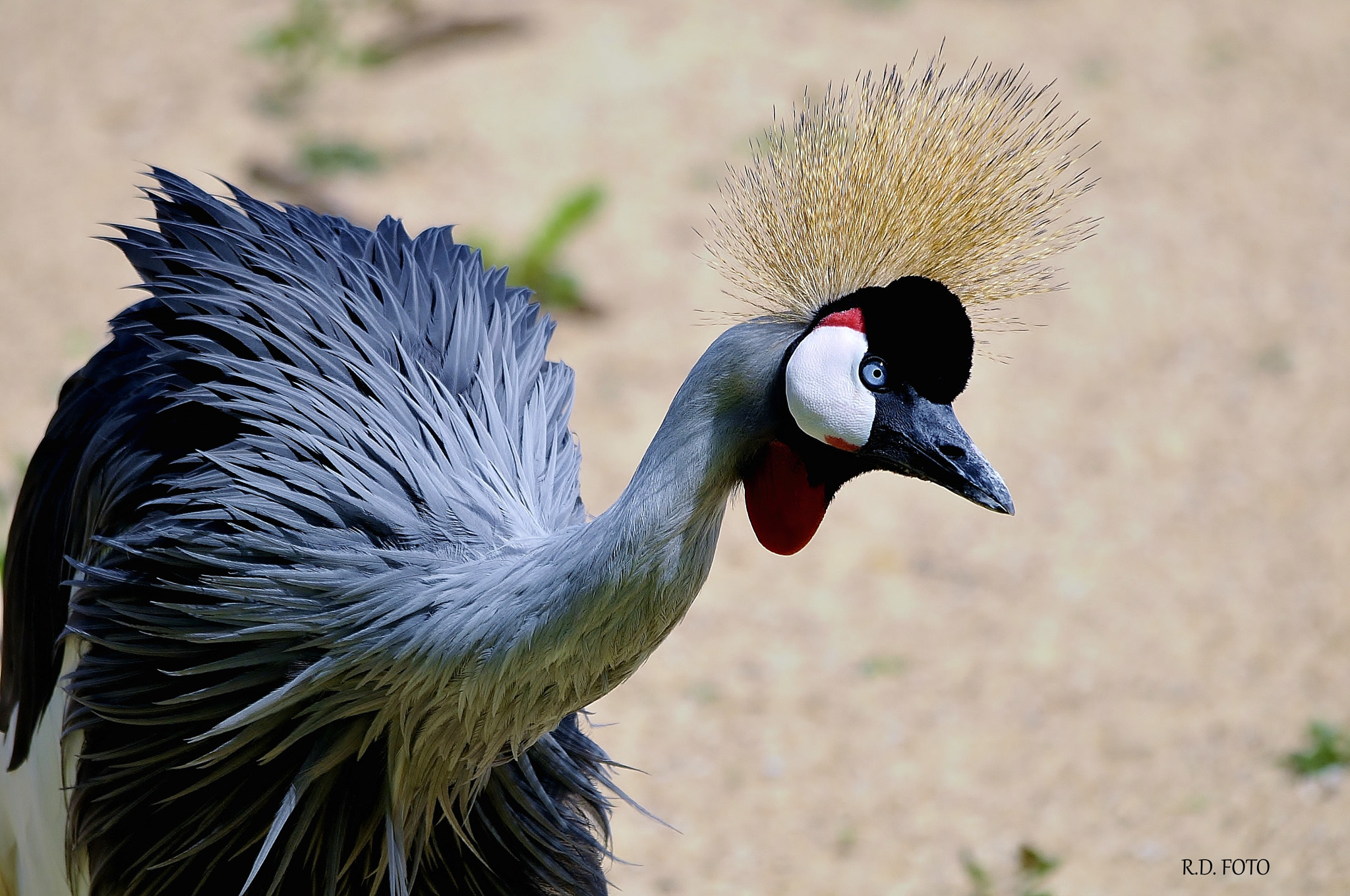 Sigma 150-500mm F5-6.3 DG OS HSM sample photo. Gru coronata. photography