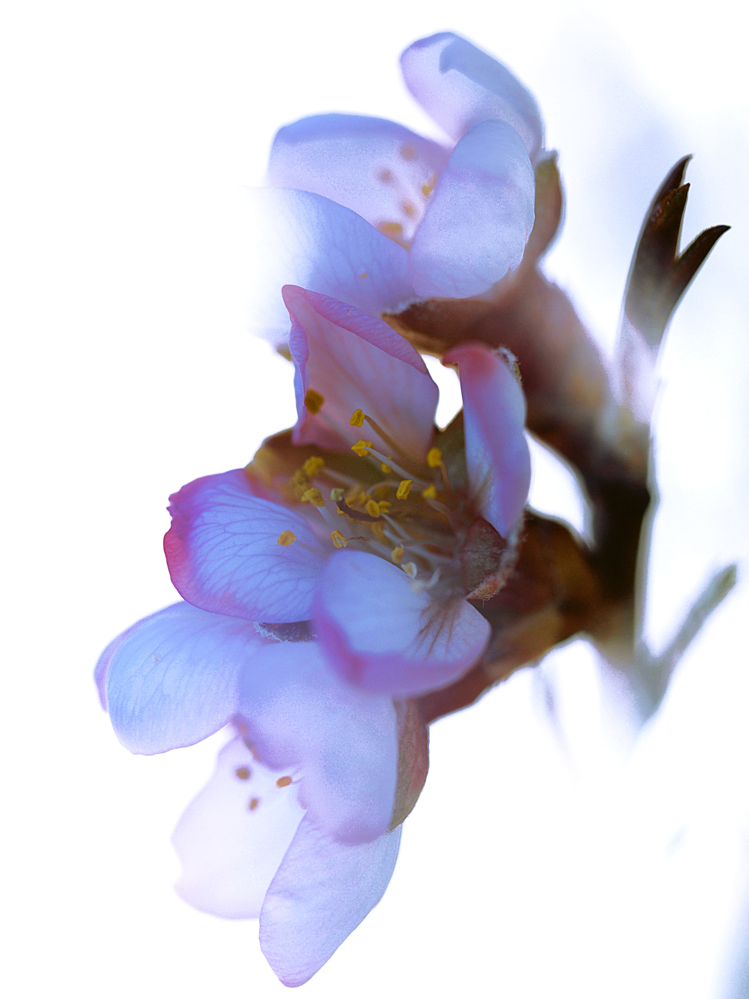 Olympus E-30 sample photo. Azul photography