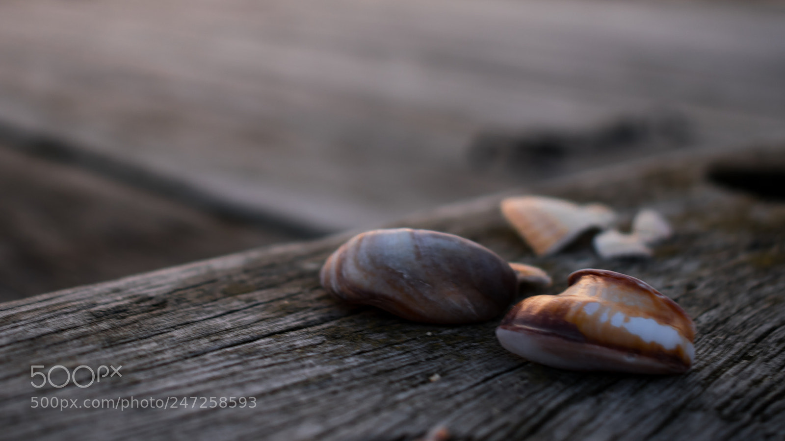 Nikon D3400 sample photo. Sea shells on the photography