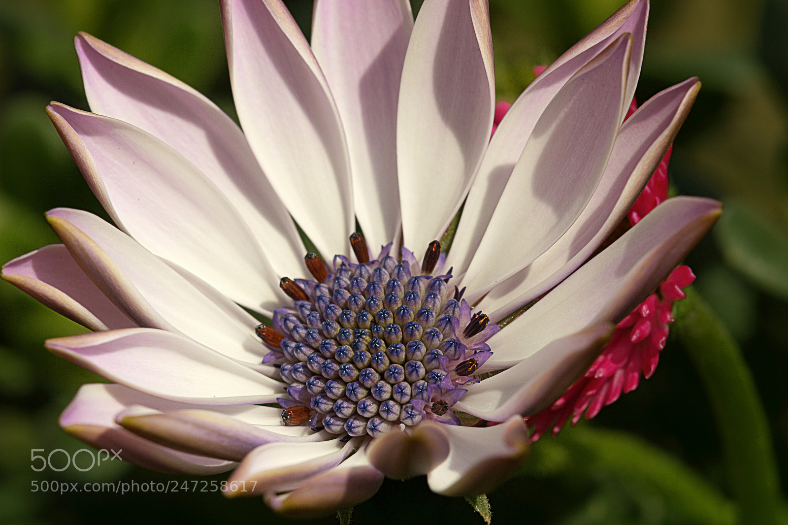 Nikon D3200 sample photo. Pink and blue photography