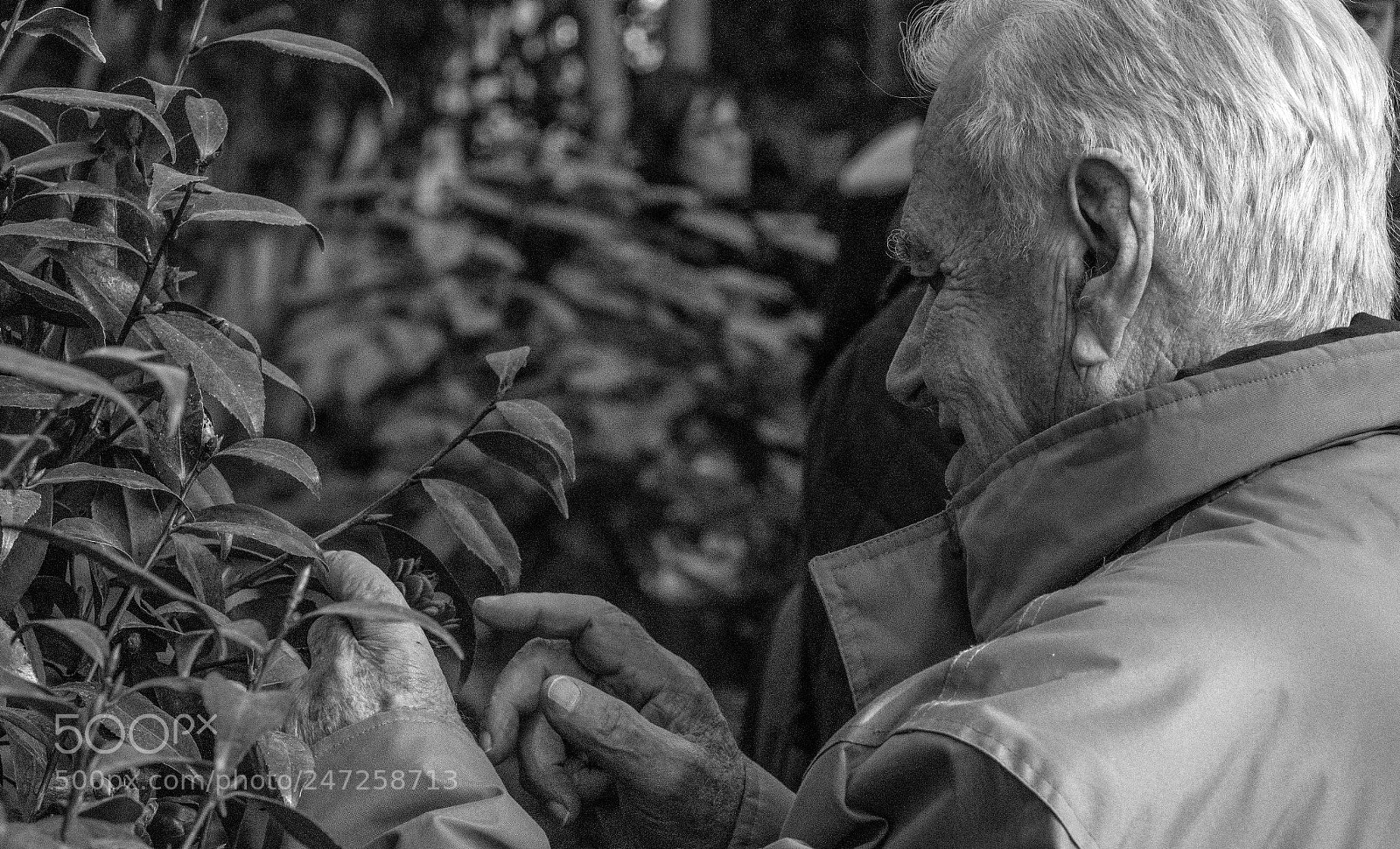 Nikon D500 sample photo. Contemplation florale photography