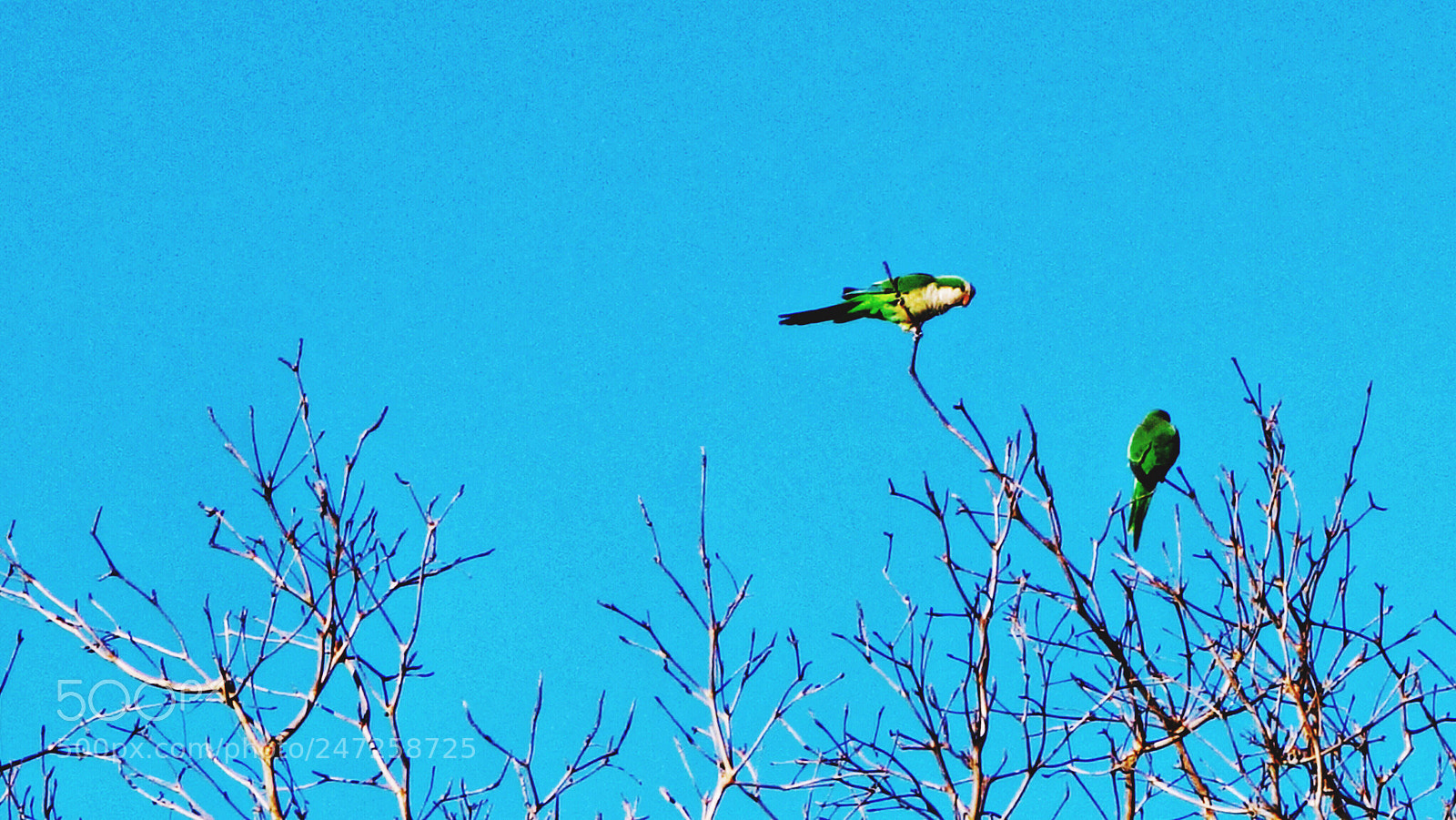 Sony Cyber-shot DSC-RX100 II sample photo. Two parrots perched up photography