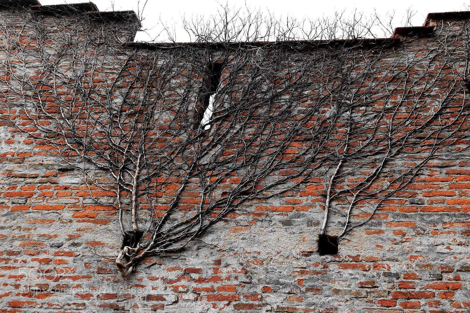 Canon EOS 700D (EOS Rebel T5i / EOS Kiss X7i) sample photo. Tree creeping through a photography