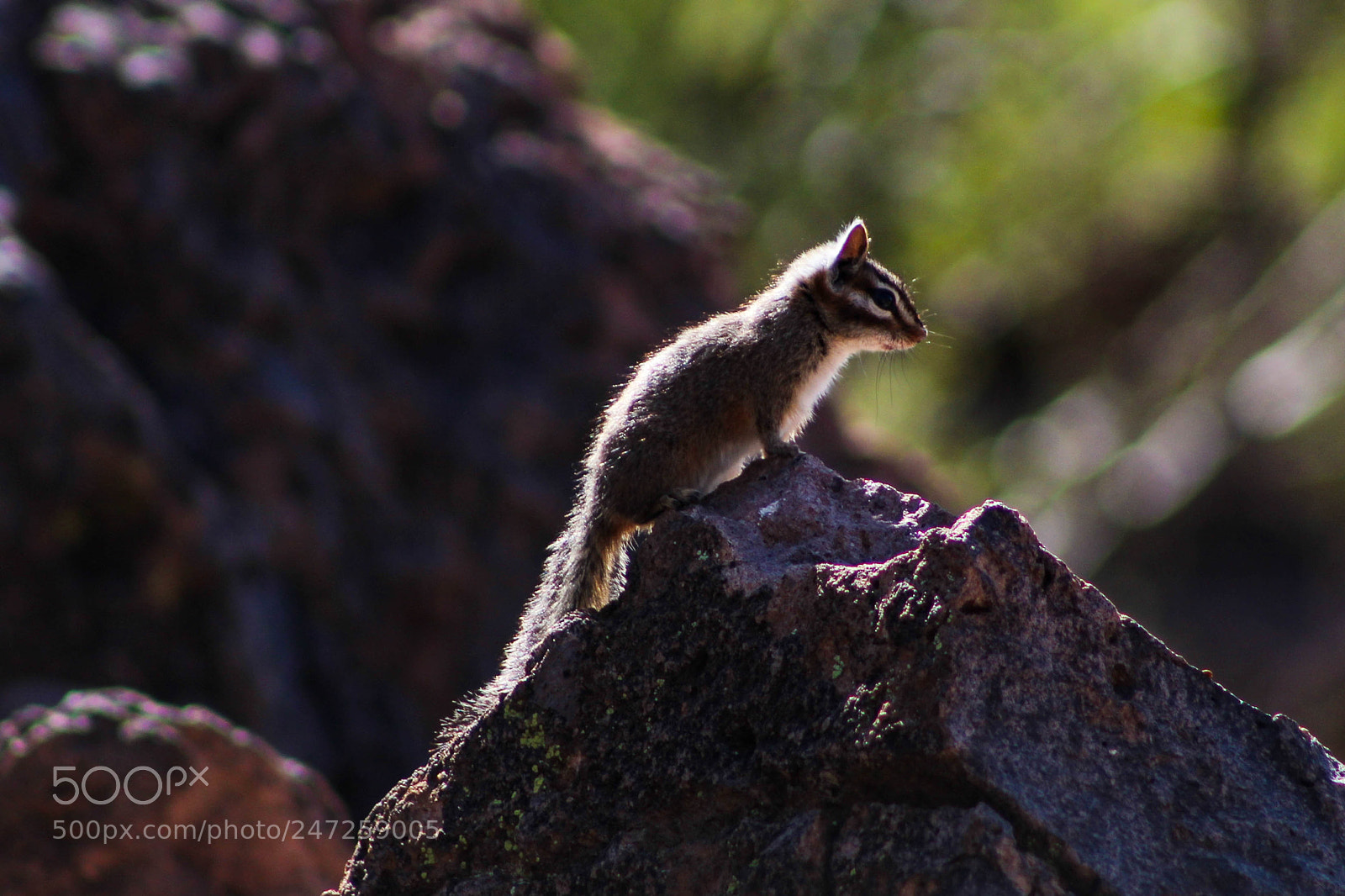 Canon EOS 1200D (EOS Rebel T5 / EOS Kiss X70 / EOS Hi) sample photo. Chipmunk photography