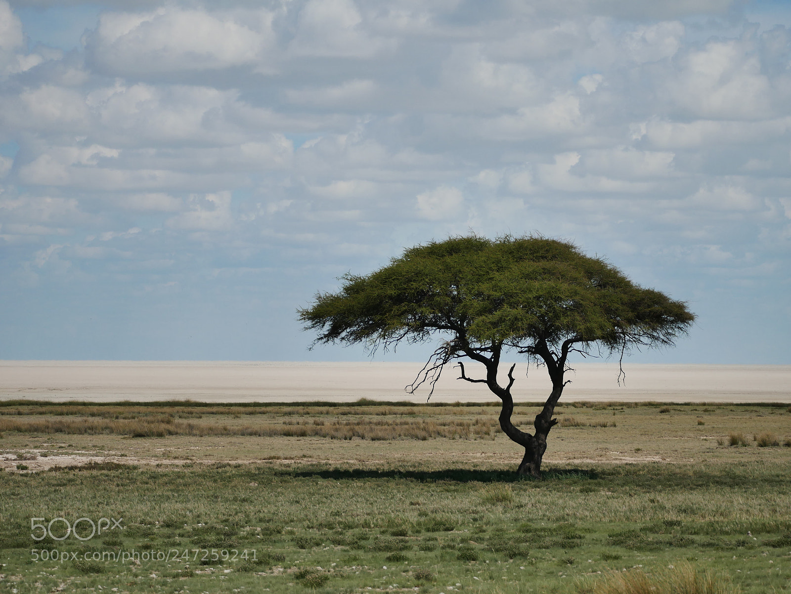 Panasonic Lumix DMC-GX85 (Lumix DMC-GX80 / Lumix DMC-GX7 Mark II) sample photo. Etosha national park photography